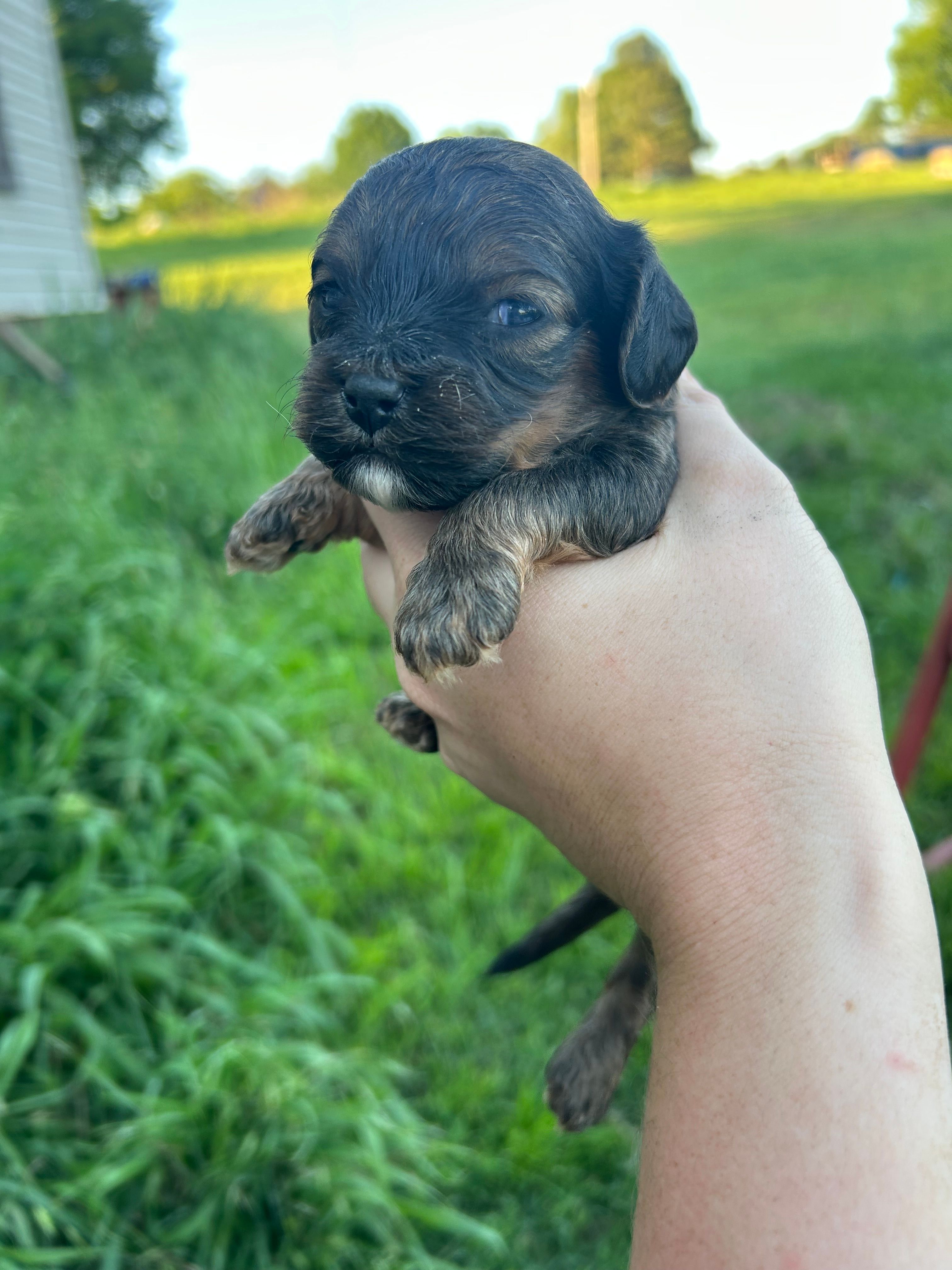 Buddy – Cavapoo puppy for sale in Ardmore, OK