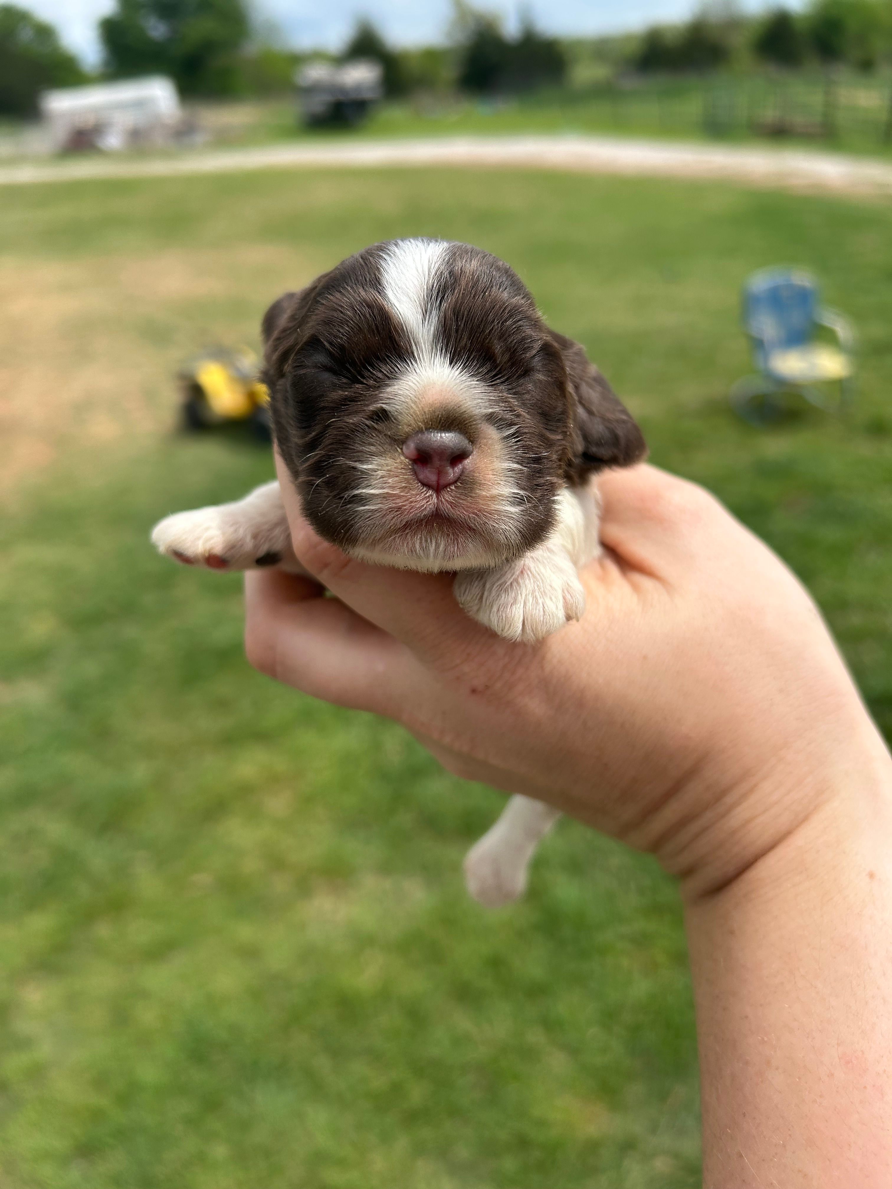 Hoss – Cocker Spaniel puppy for sale in Ardmore, OK