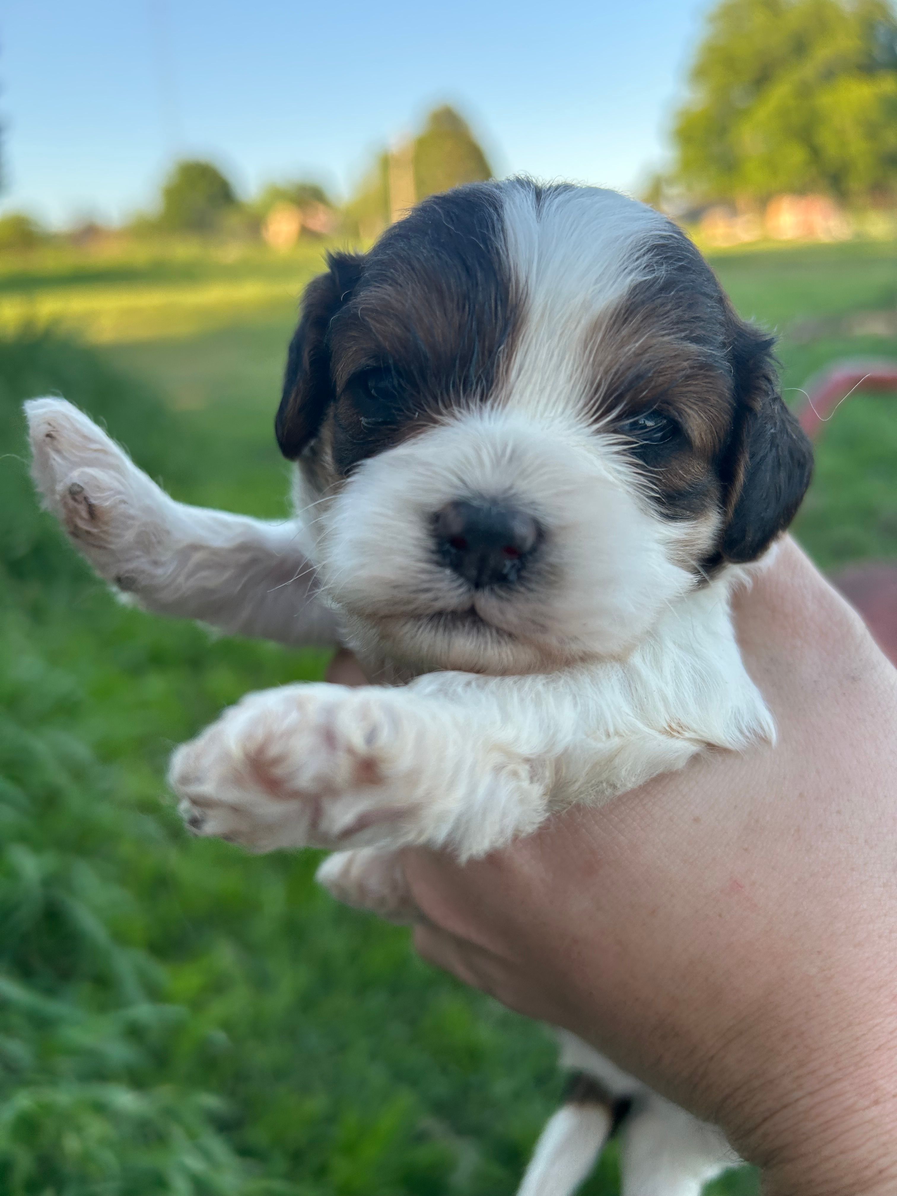 Hazel mae – Cavapoo puppy for sale in Ardmore, OK
