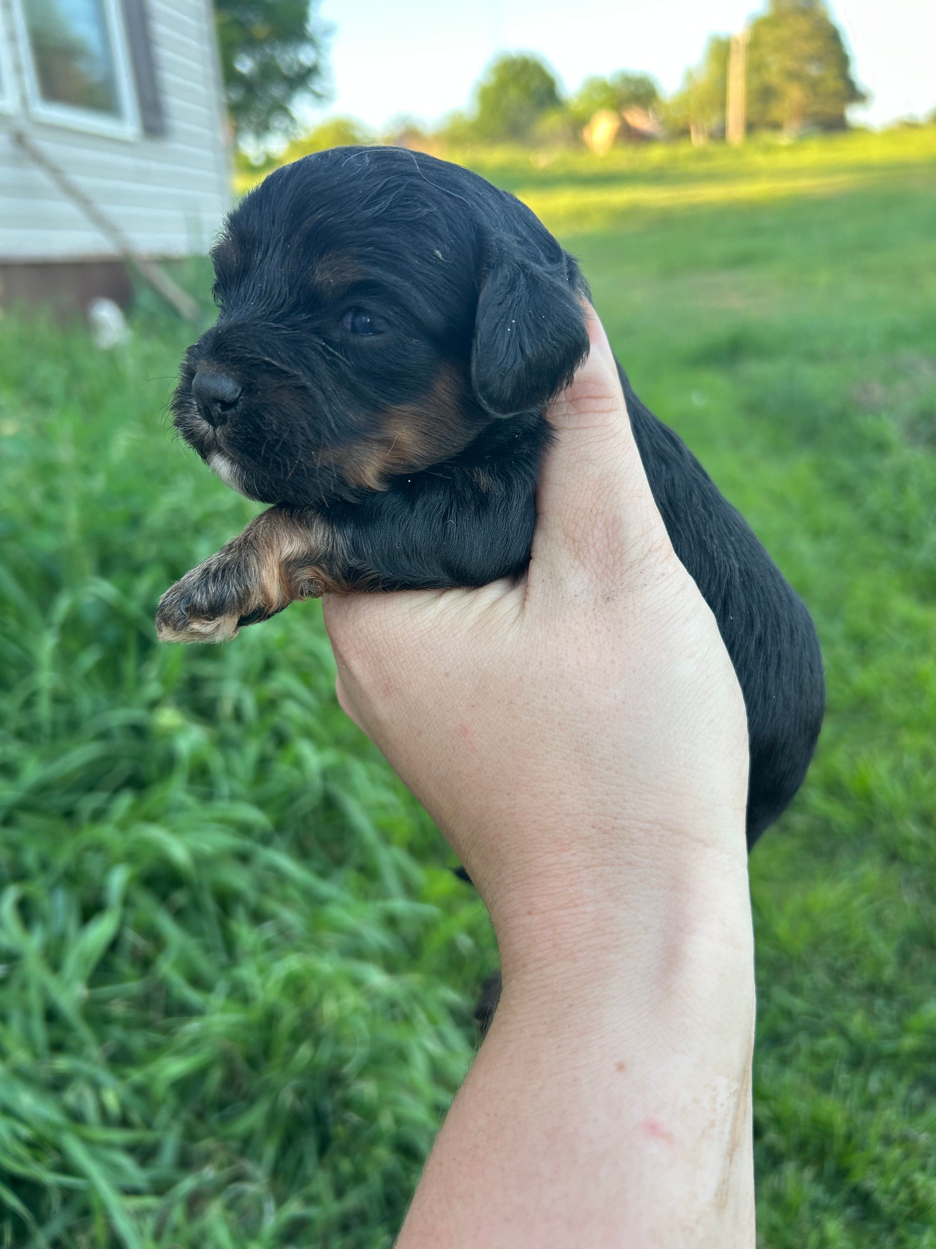 Maggie – Cavapoo puppy for sale in Ardmore, OK