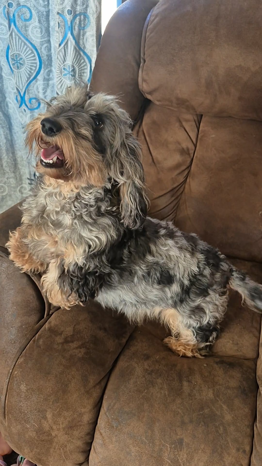 Poppi – Miniature Dachshund puppy for sale in Ardmore, OK