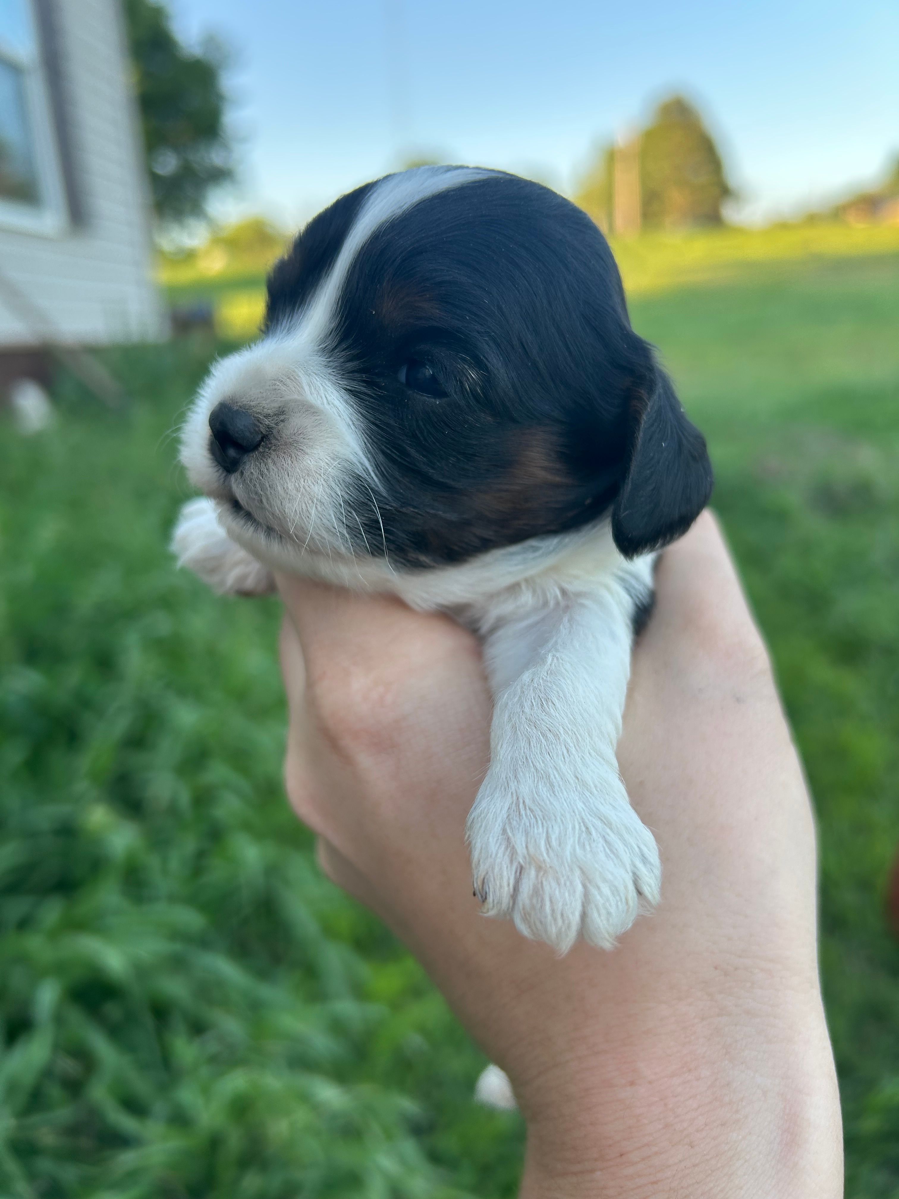 Annie – Cavapoo puppy for sale in Ardmore, OK