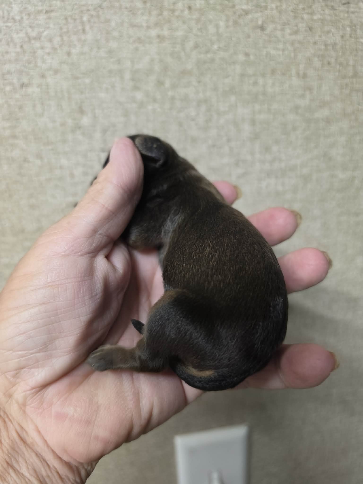 Buddy – Cavapoo puppy for sale in Ardmore, OK