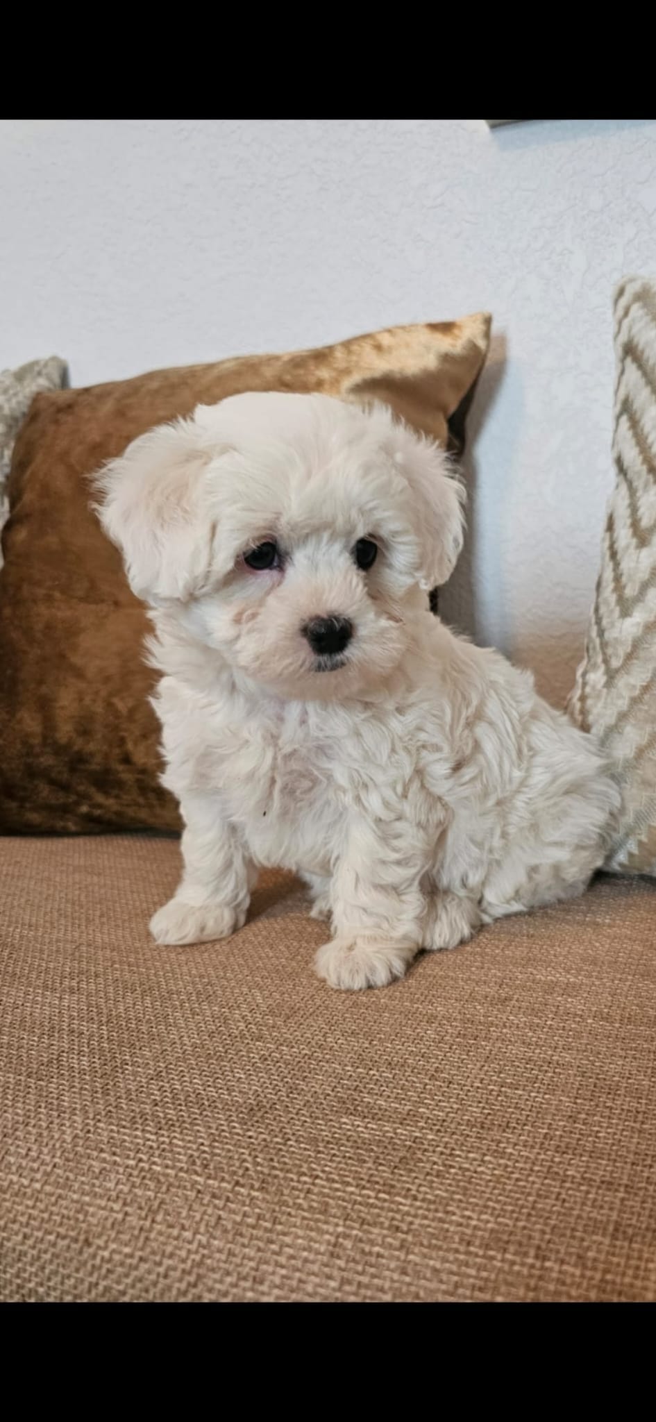 Bella  – Maltipoo puppy for sale in Inman, SC