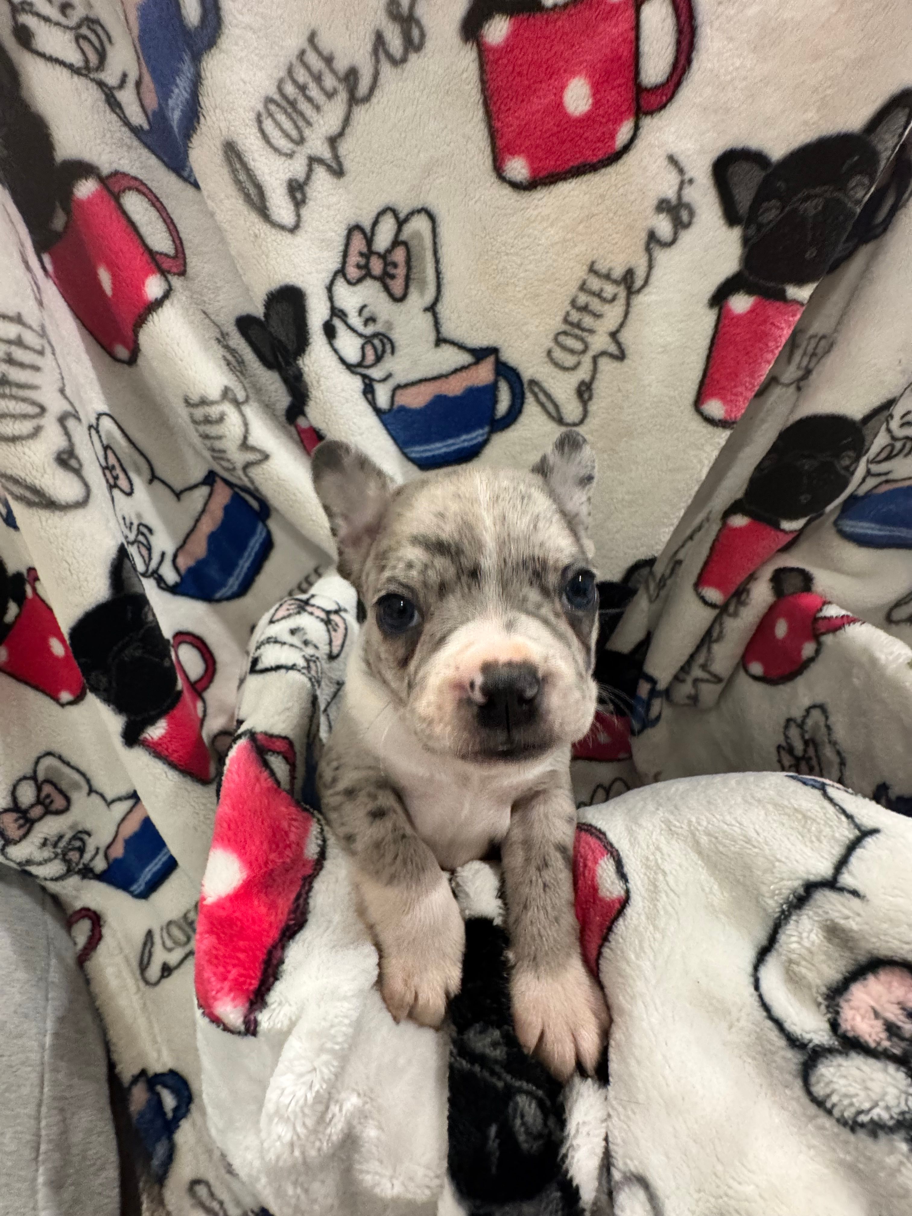 Sleepy – Frenchton puppy for sale in Harwood, TX