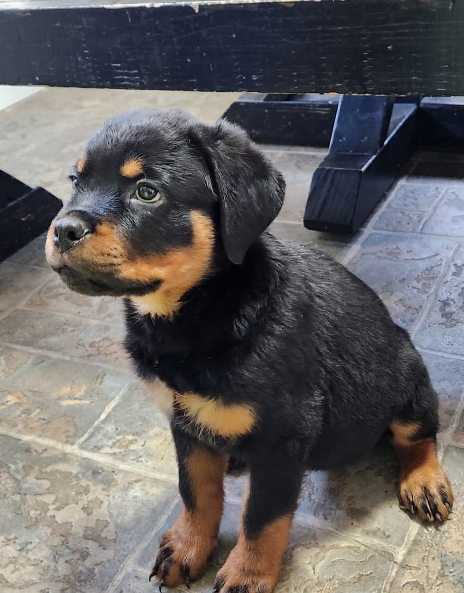 Star – Rottweiler puppy for sale in Elkhart, IN