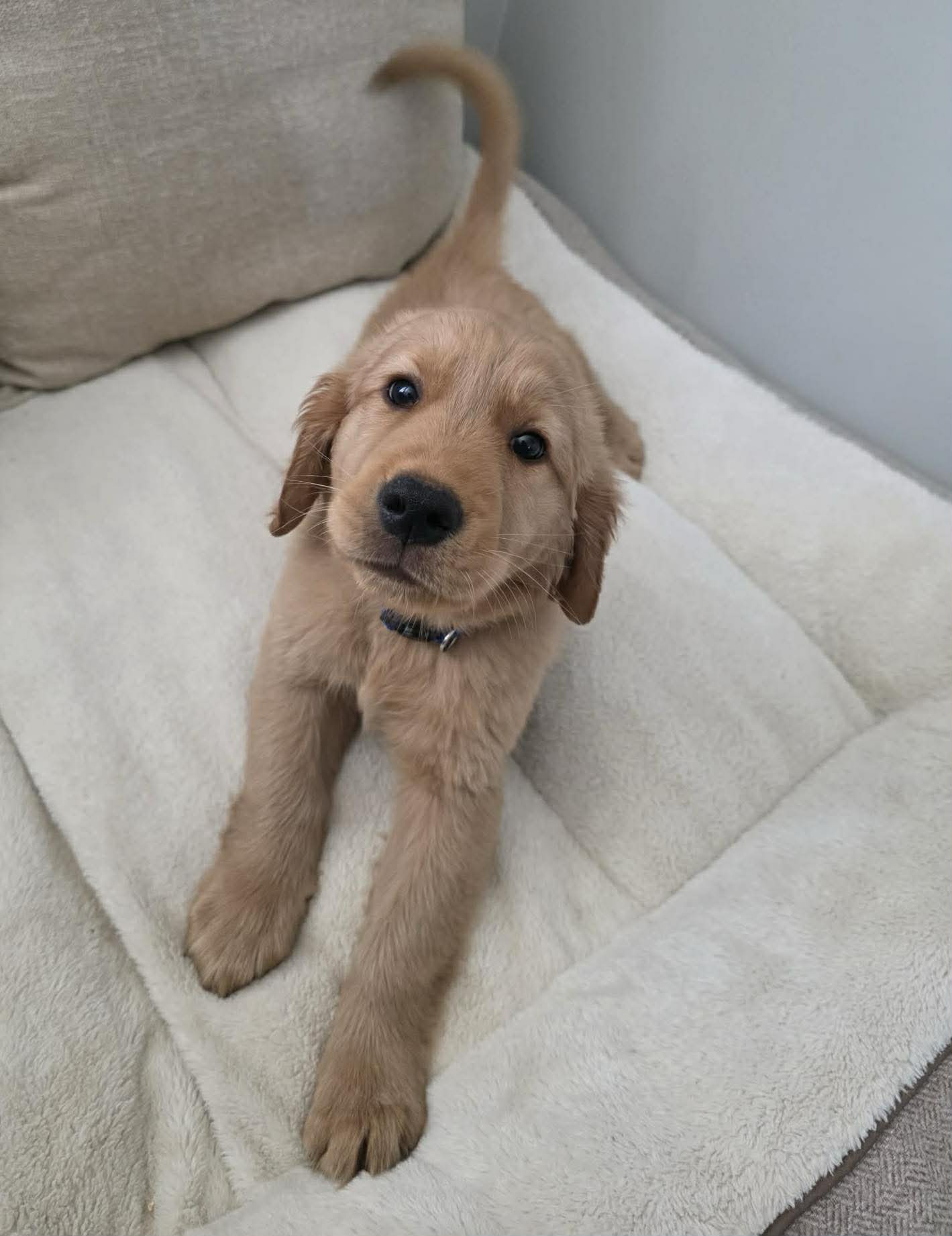 Alfredo – Golden Retriever puppy for sale in Racine, WI