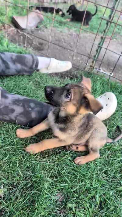 Creek pup, a male German Shepherd Dog for sale in Willow Springs, MO – 2 of 2