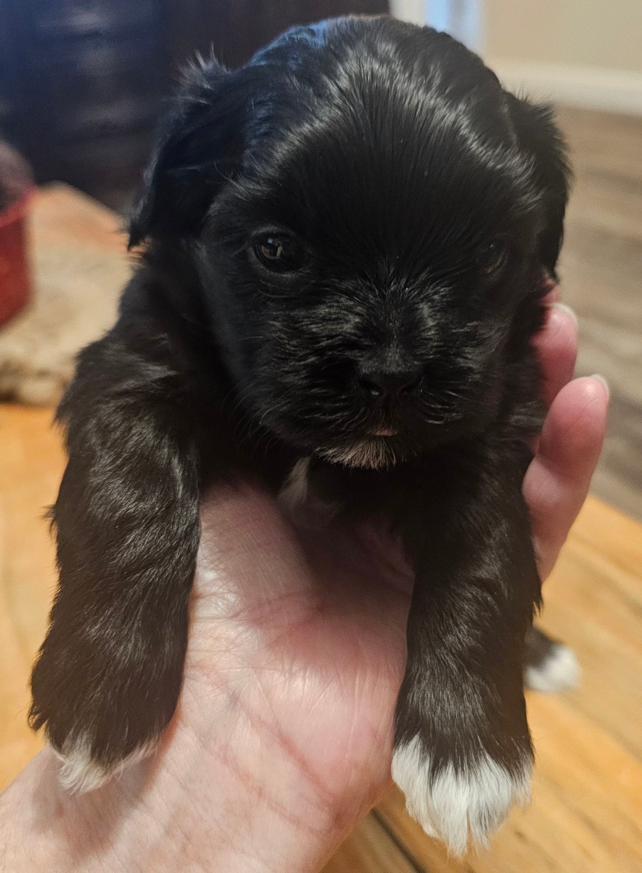 Shorkie Male 1 – Shorkie puppy for sale in Sicily Island, LA