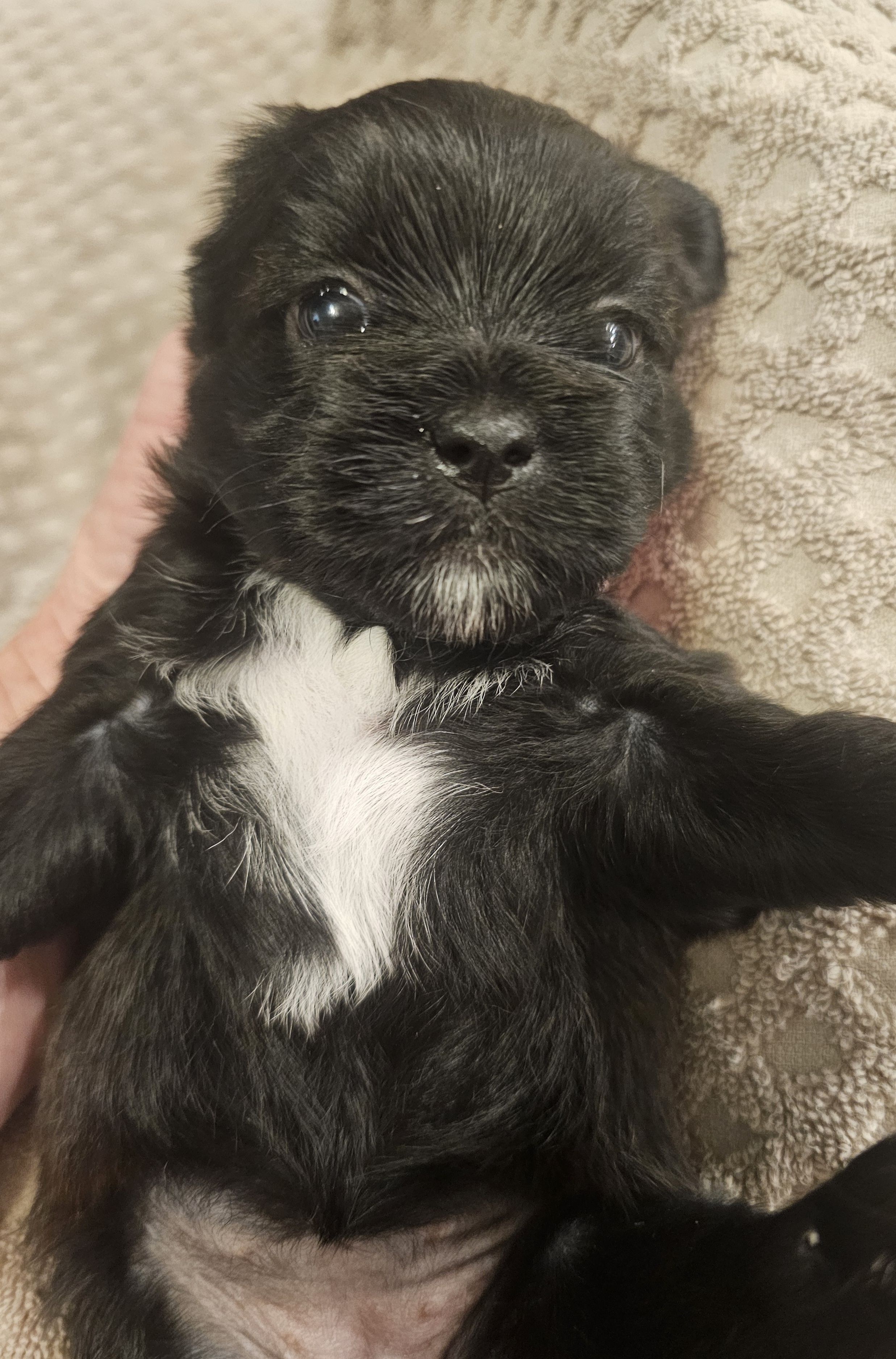 Shorkie  Female 3, a female Shorkie for sale in Sicily Island, LA – Photo 2 of 3
