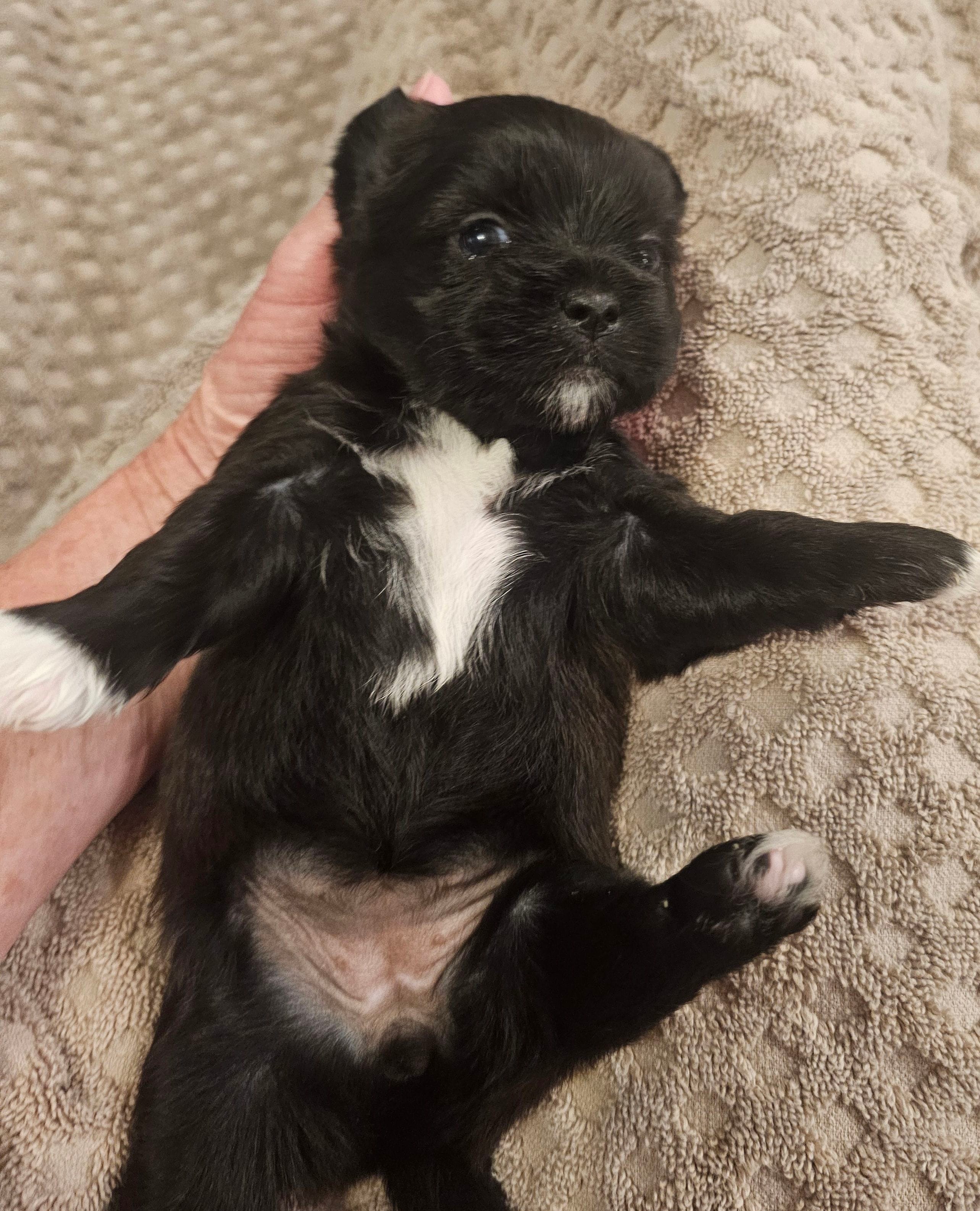 Shorkie  Female 3 – Shorkie puppy for sale in Sicily Island, LA