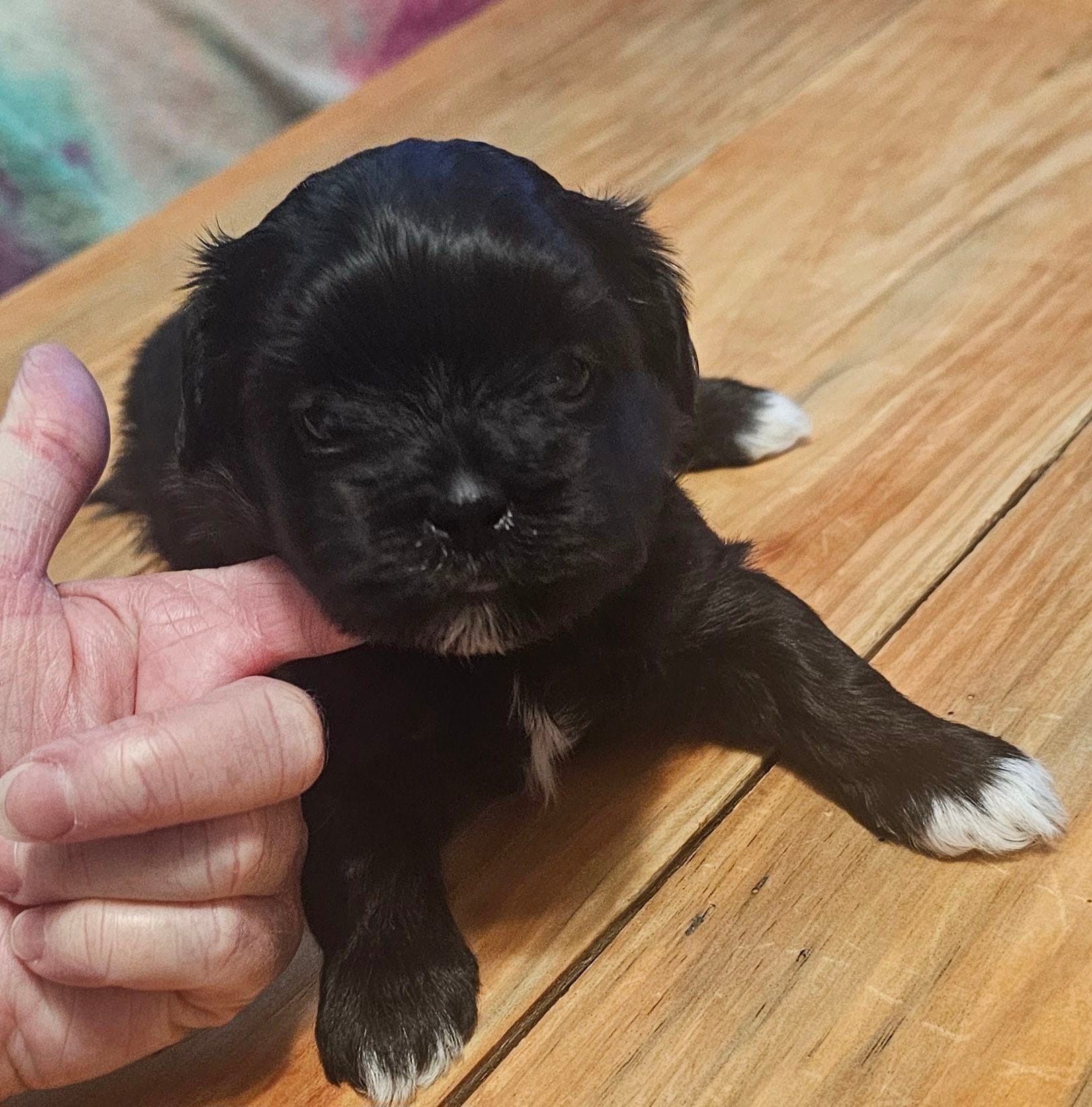 Shorkie Male 1, a male Shorkie for sale in Sicily Island, LA – Photo 3 of 3