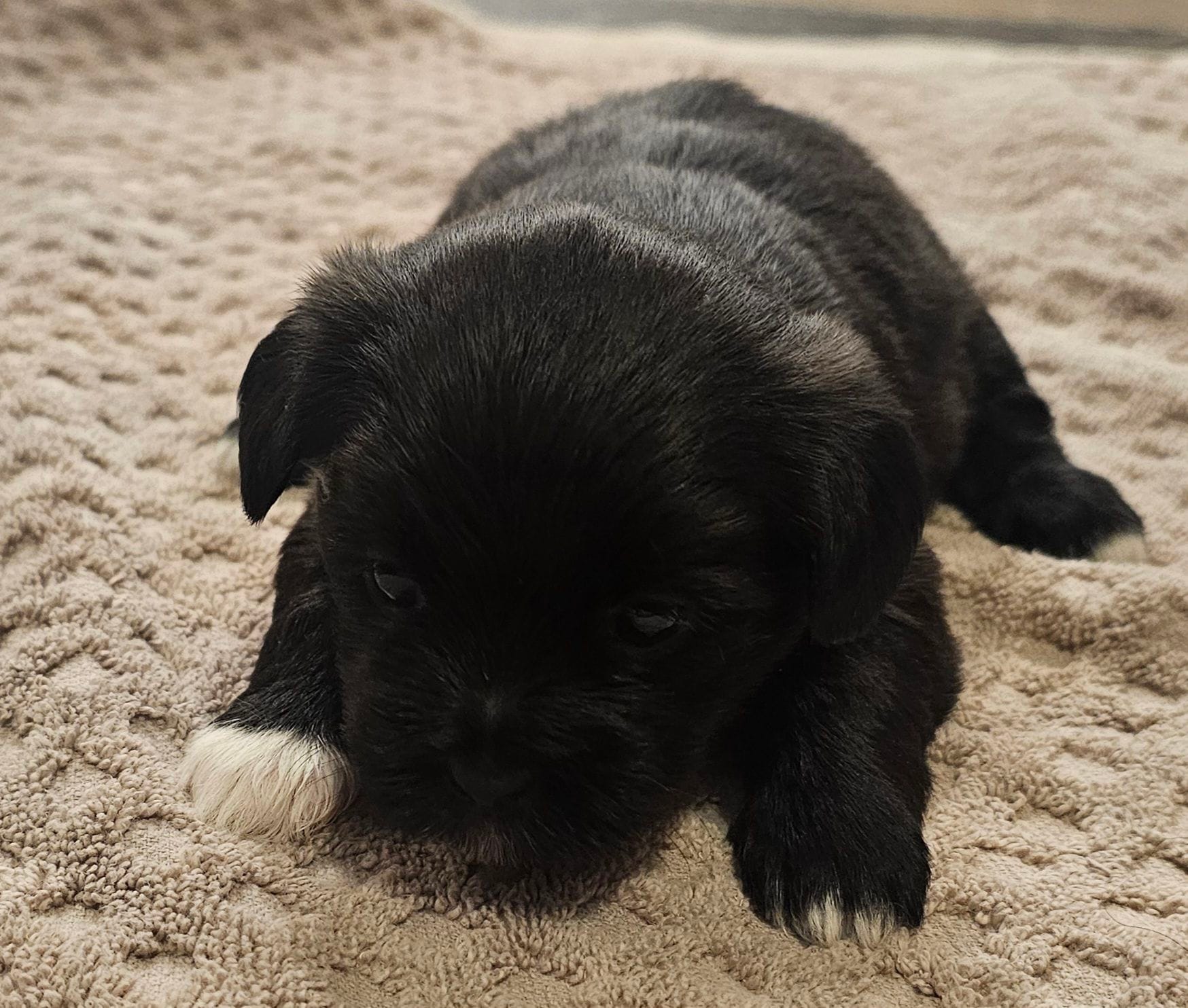 Shorkie  Female 3, a female Shorkie for sale in Sicily Island, LA – Photo 3 of 3