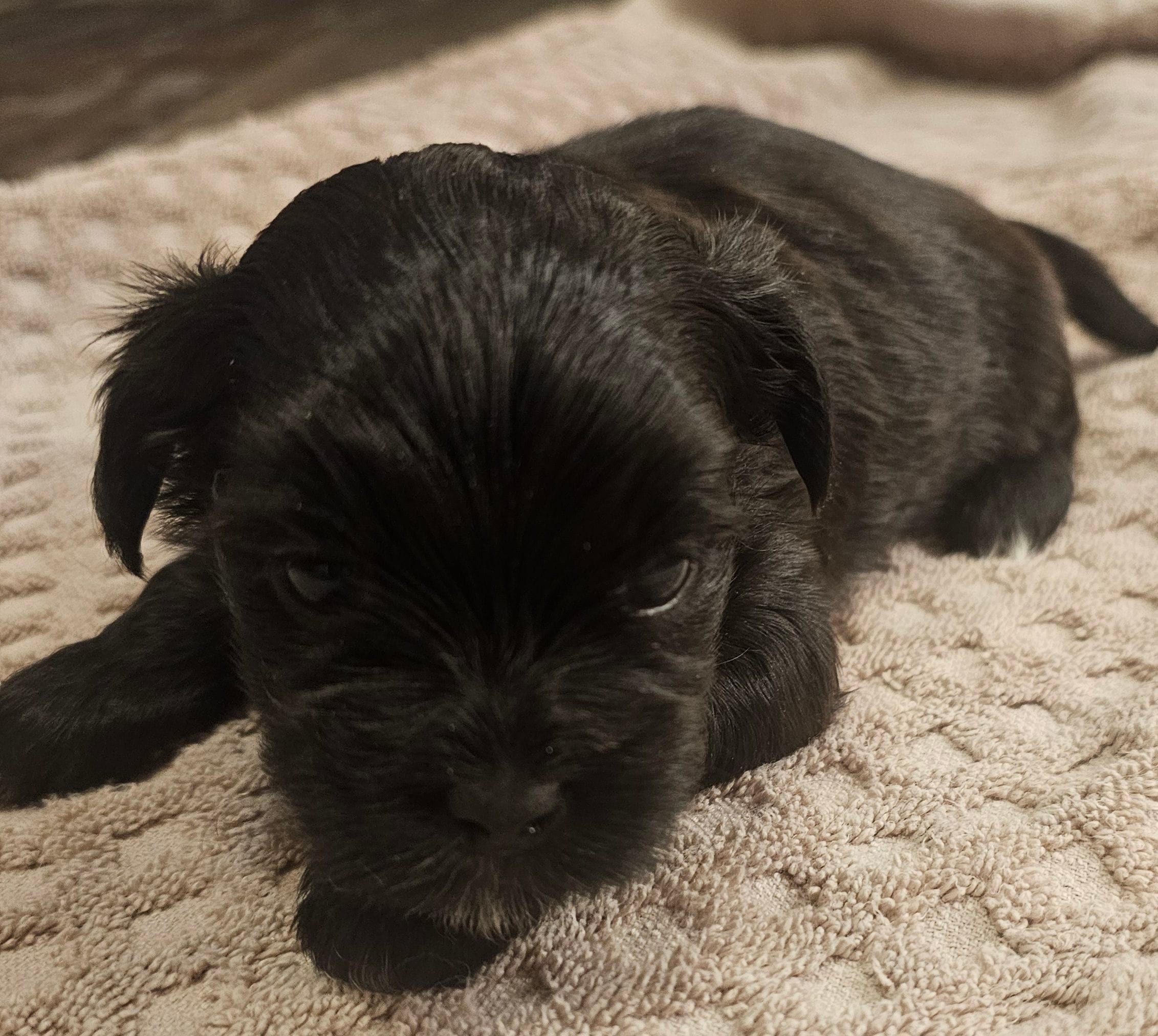 Shorkie  Male 2, a male Shorkie for sale in Sicily Island, LA – Photo 3 of 3