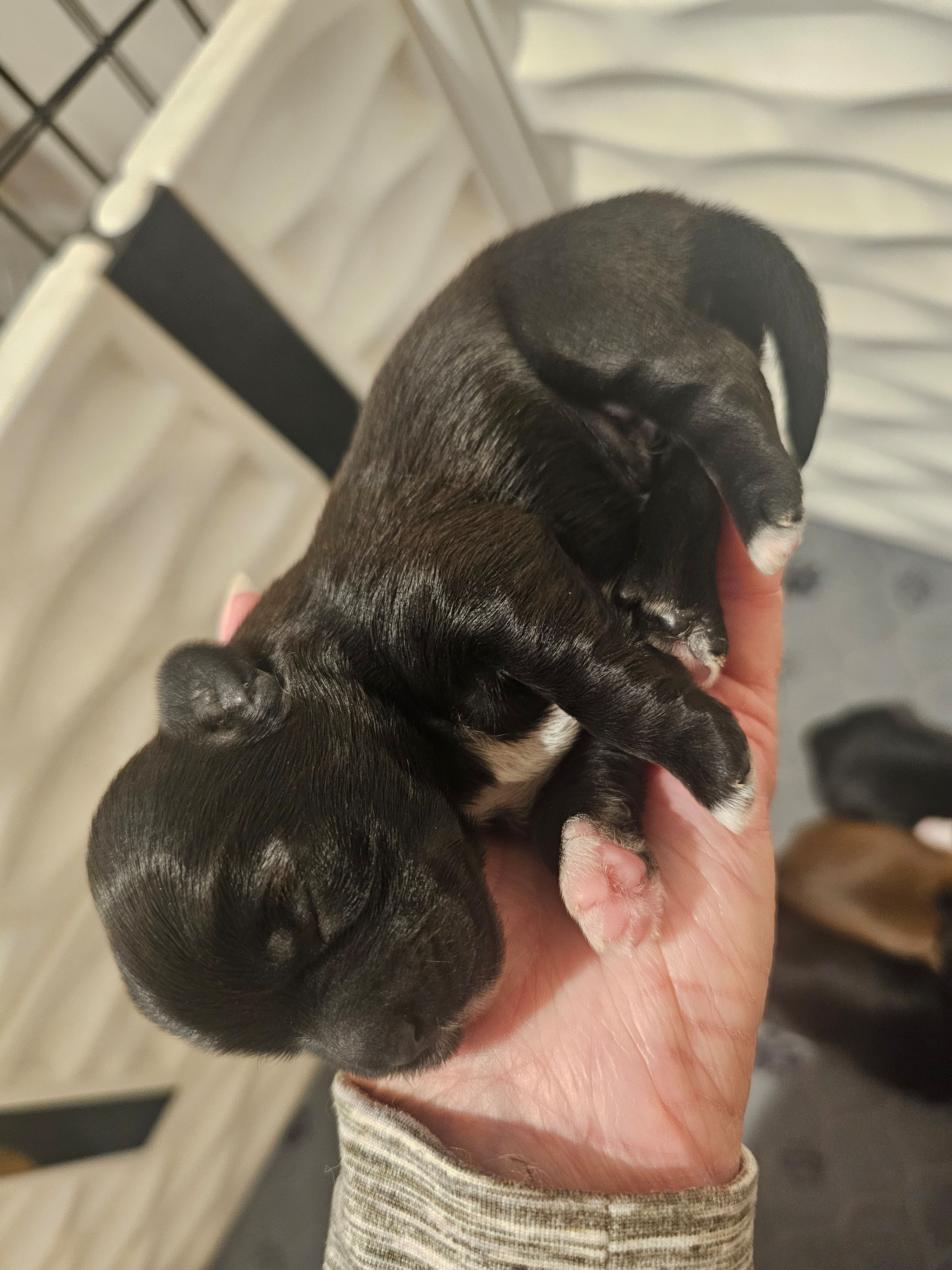 Black -Female, a female Shih Tzu for sale in Sicily Island, LA – Photo 2 of 2