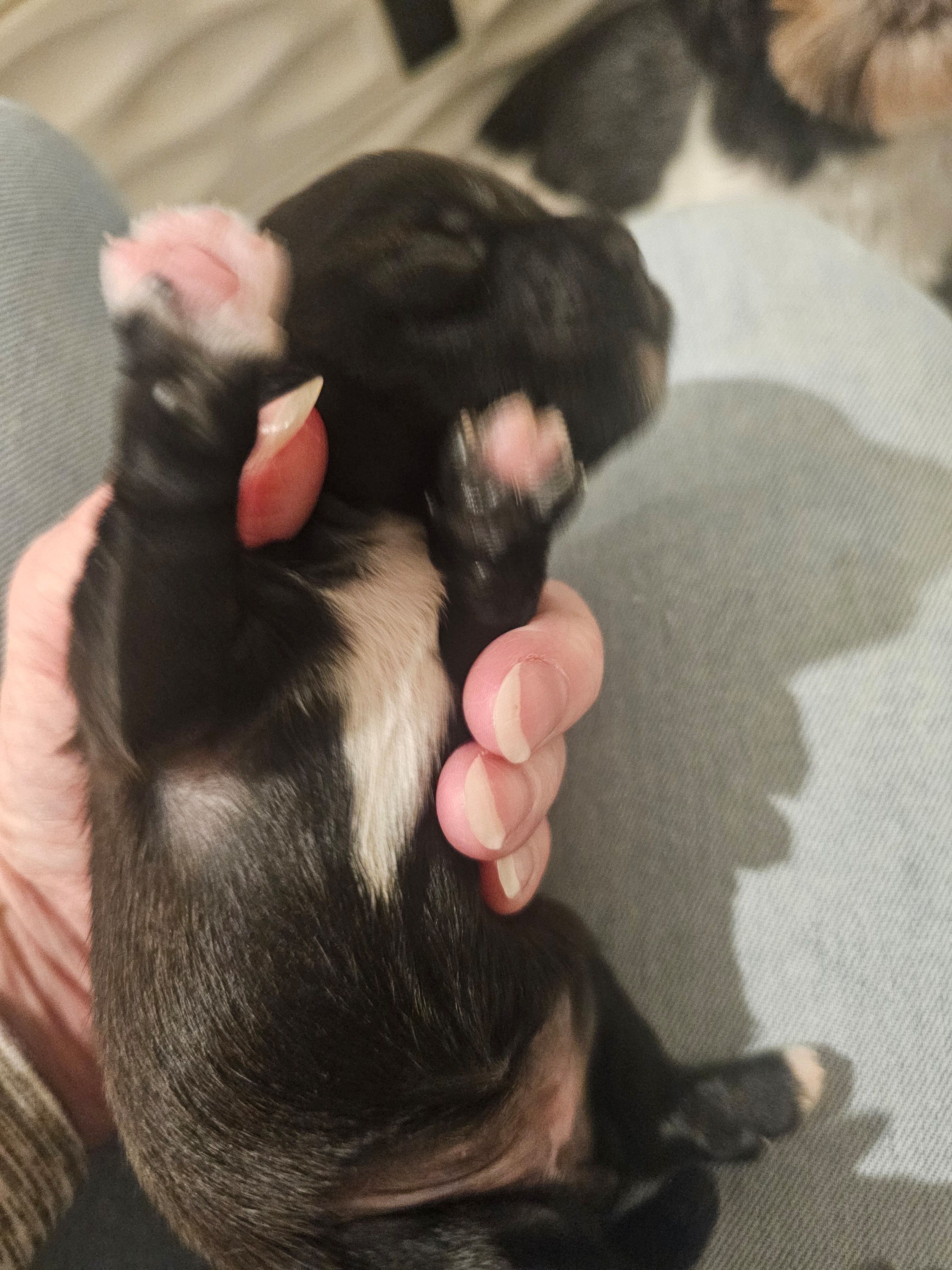 Black -Female – Shih Tzu puppy for sale in Sicily Island, LA