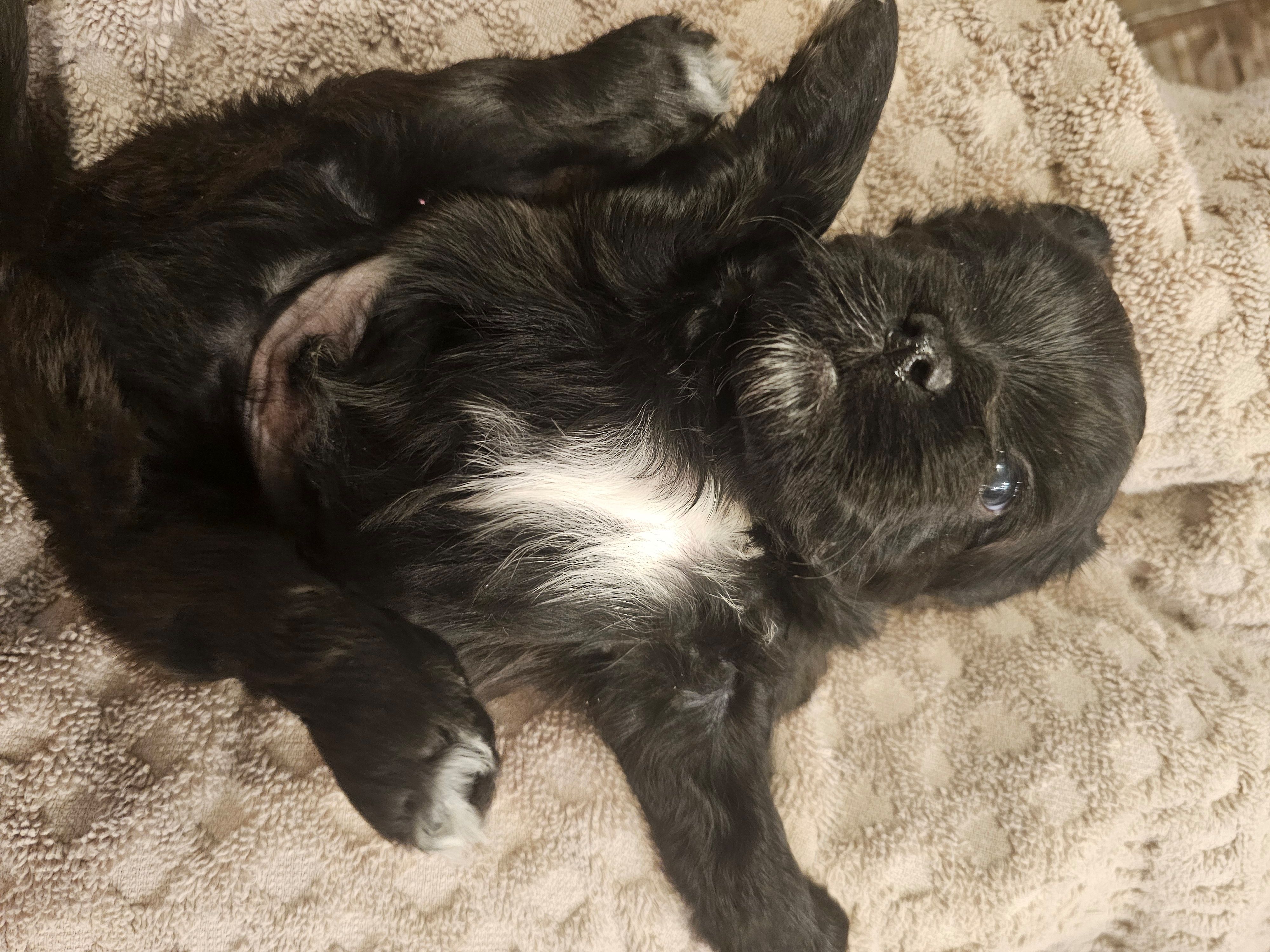 Shorkie  Male 2, a male Shorkie for sale in Sicily Island, LA – Photo 2 of 3