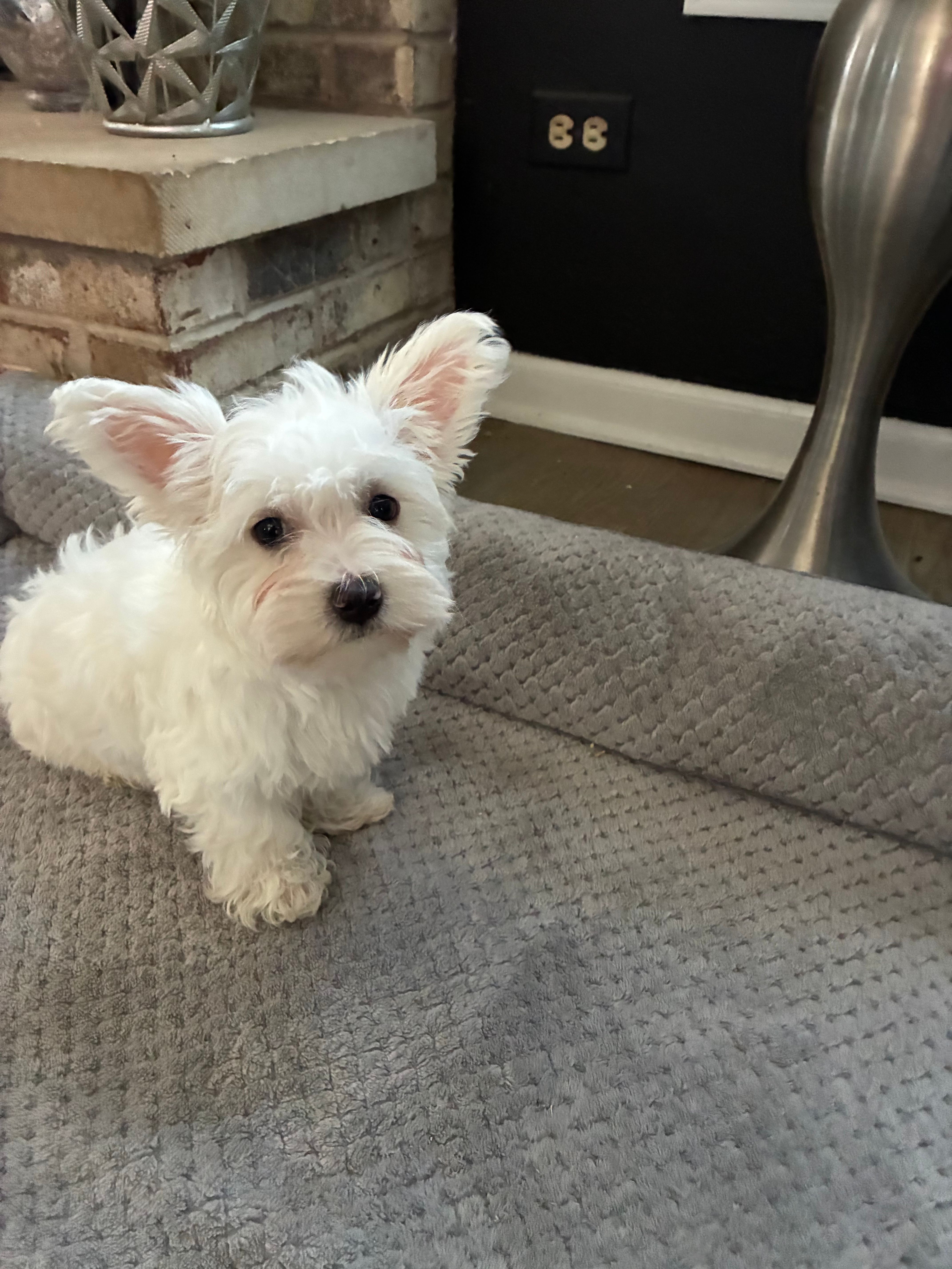 Cotton ball  – Maltipoo, Maltipom puppy for sale in Wauconda, IL