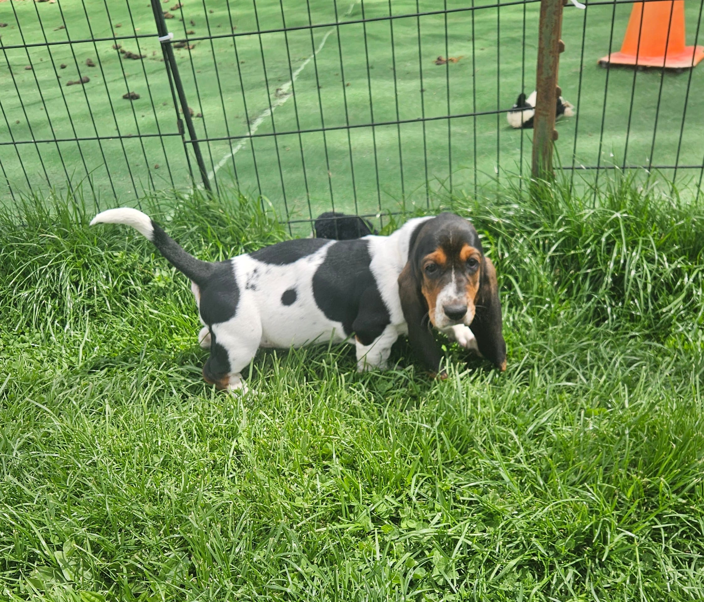 Jill – Basset Hound puppy for sale in Mount Gilead, OH
