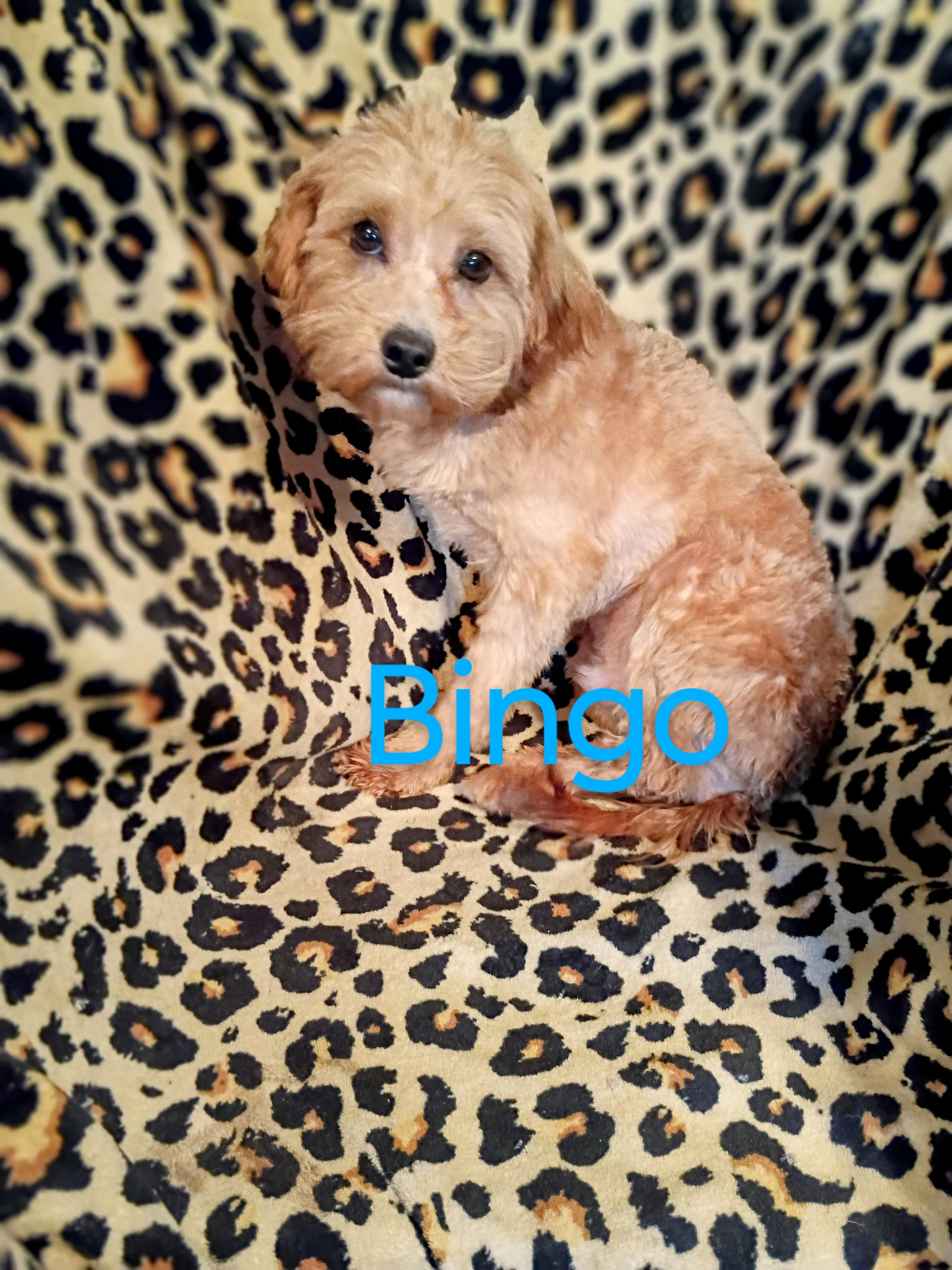 Bingo  – Shihpoo puppy for sale in Alma, MI