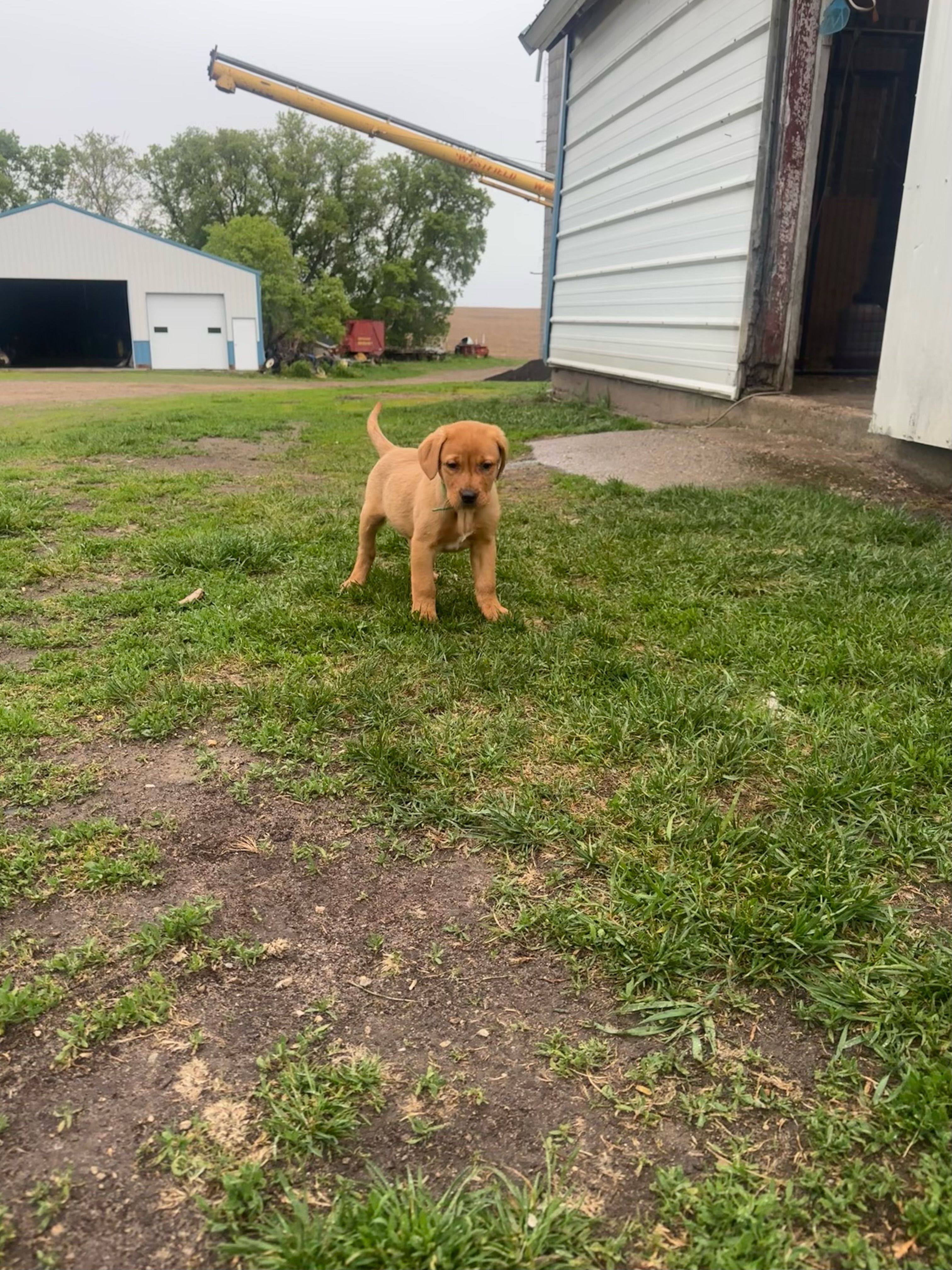 Green collar – Labrador Retriever puppy for sale in Freeport, MN