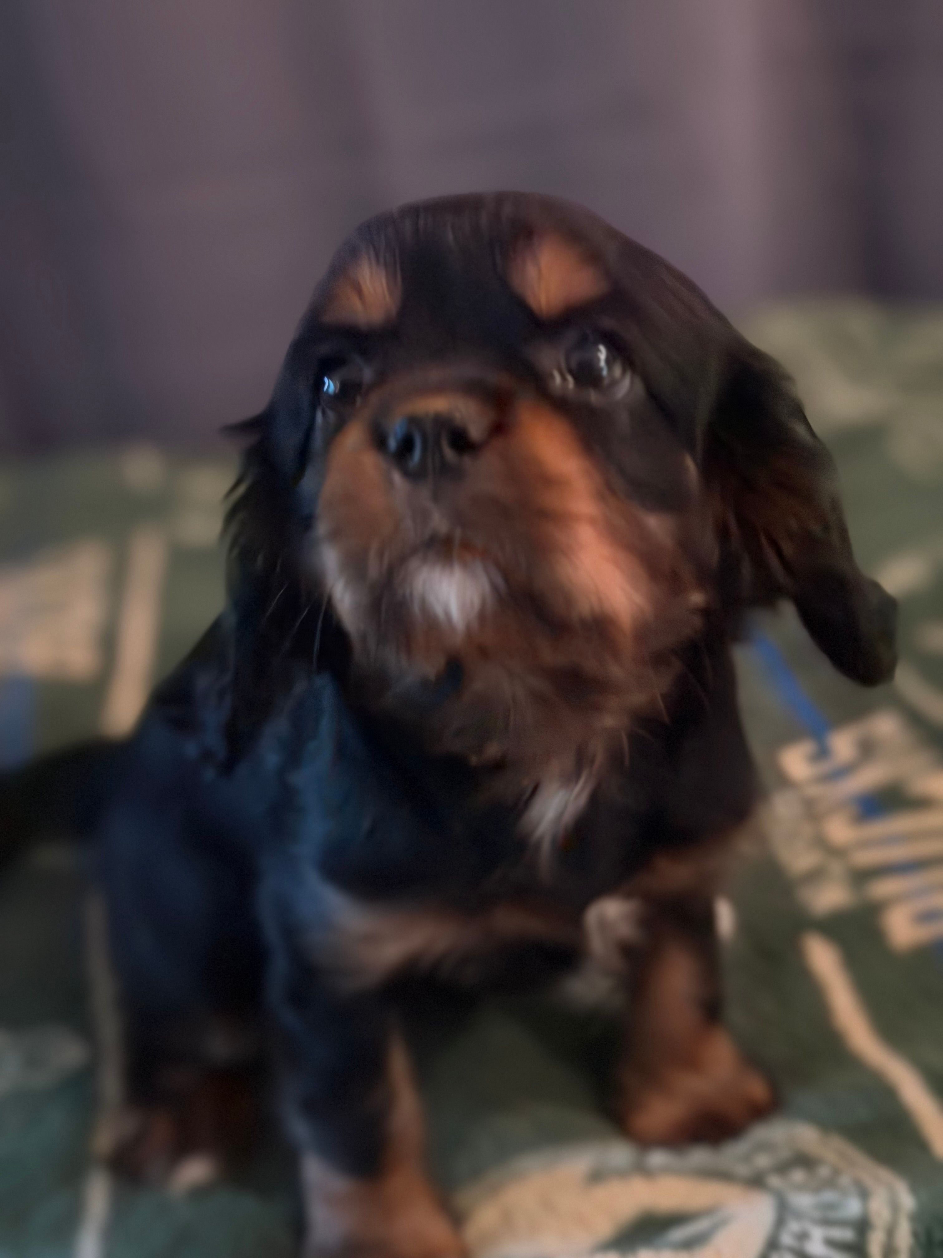 Girl – Cavalier King Charles Spaniel puppy for sale in Milwaukee, WI