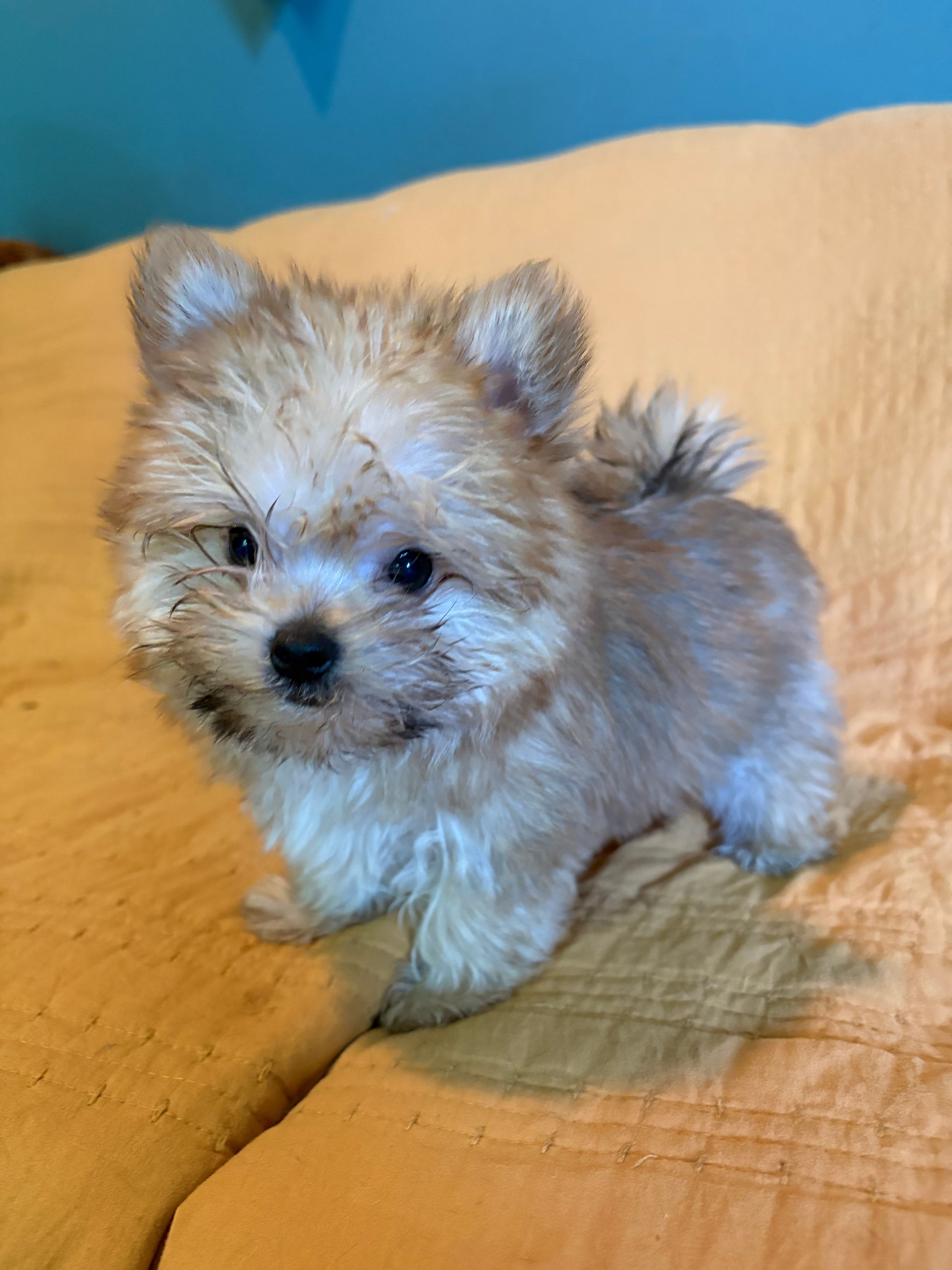 Oscar – Australian Terrier puppy for sale in Grain Valley, MO