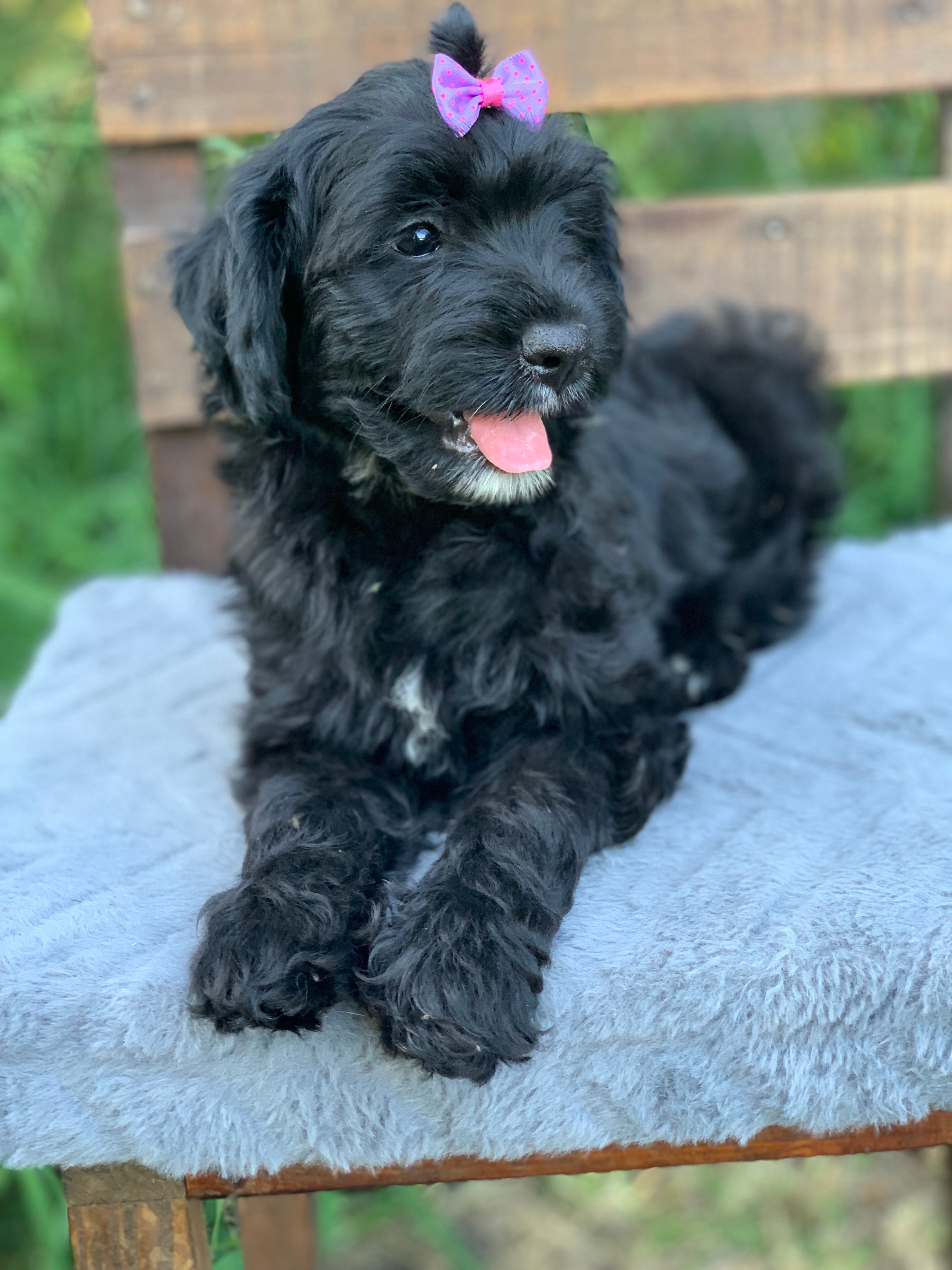 Pink – Cockapoo puppy for sale in Tampa, FL