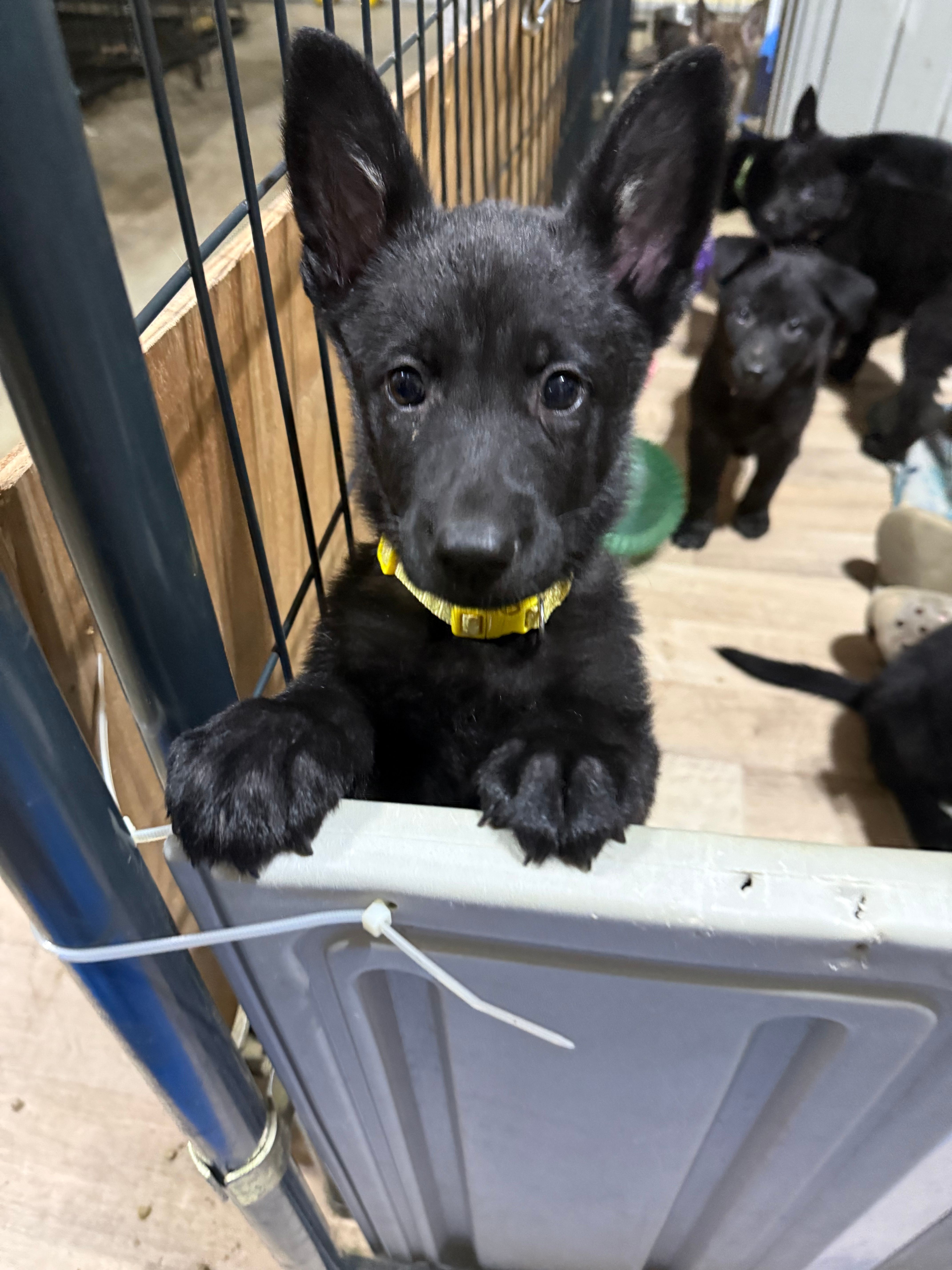 Will – German Shepherd Dog puppy for sale in Worden, IL