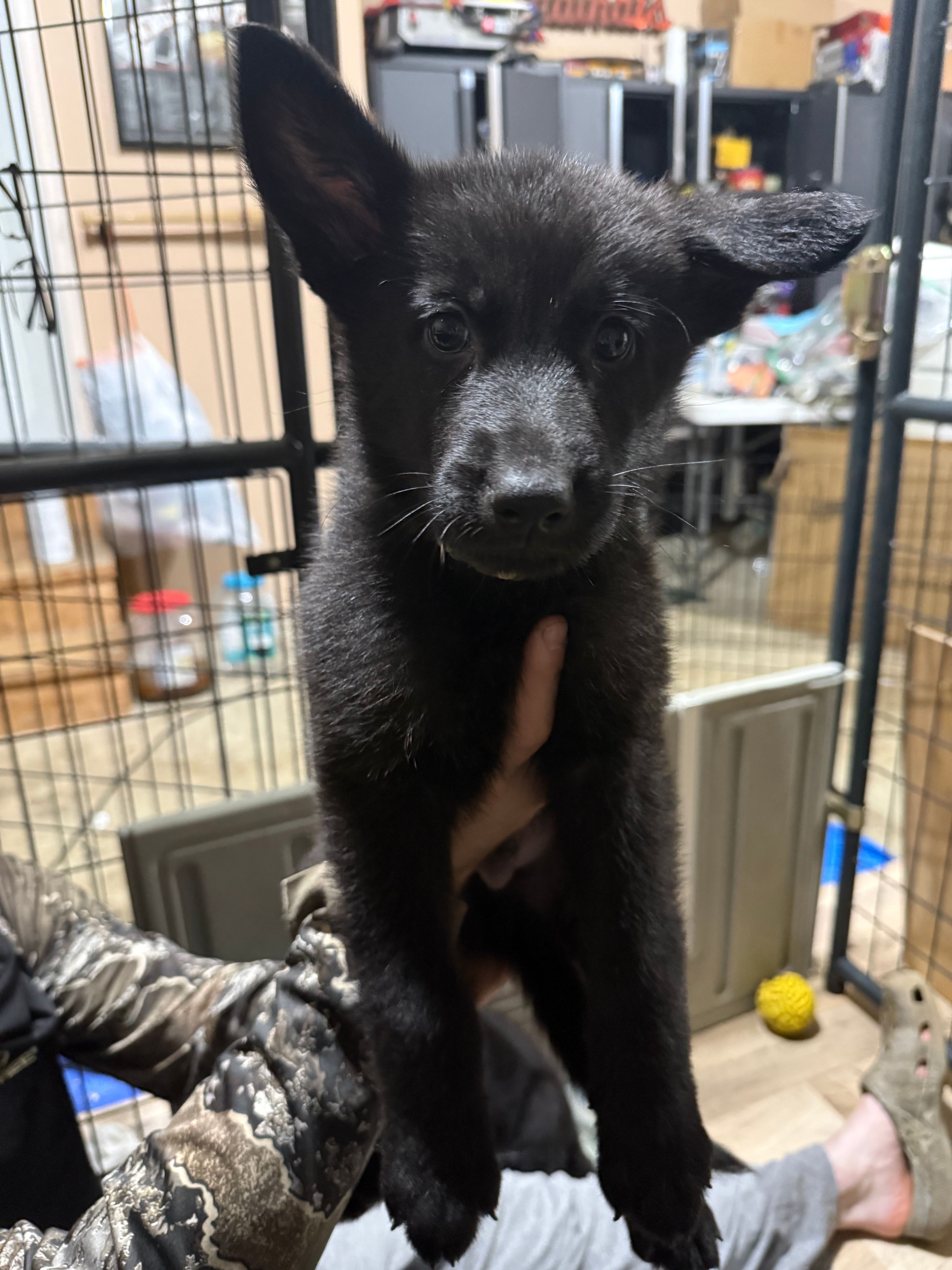 Steve – German Shepherd Dog puppy for sale in Worden, IL