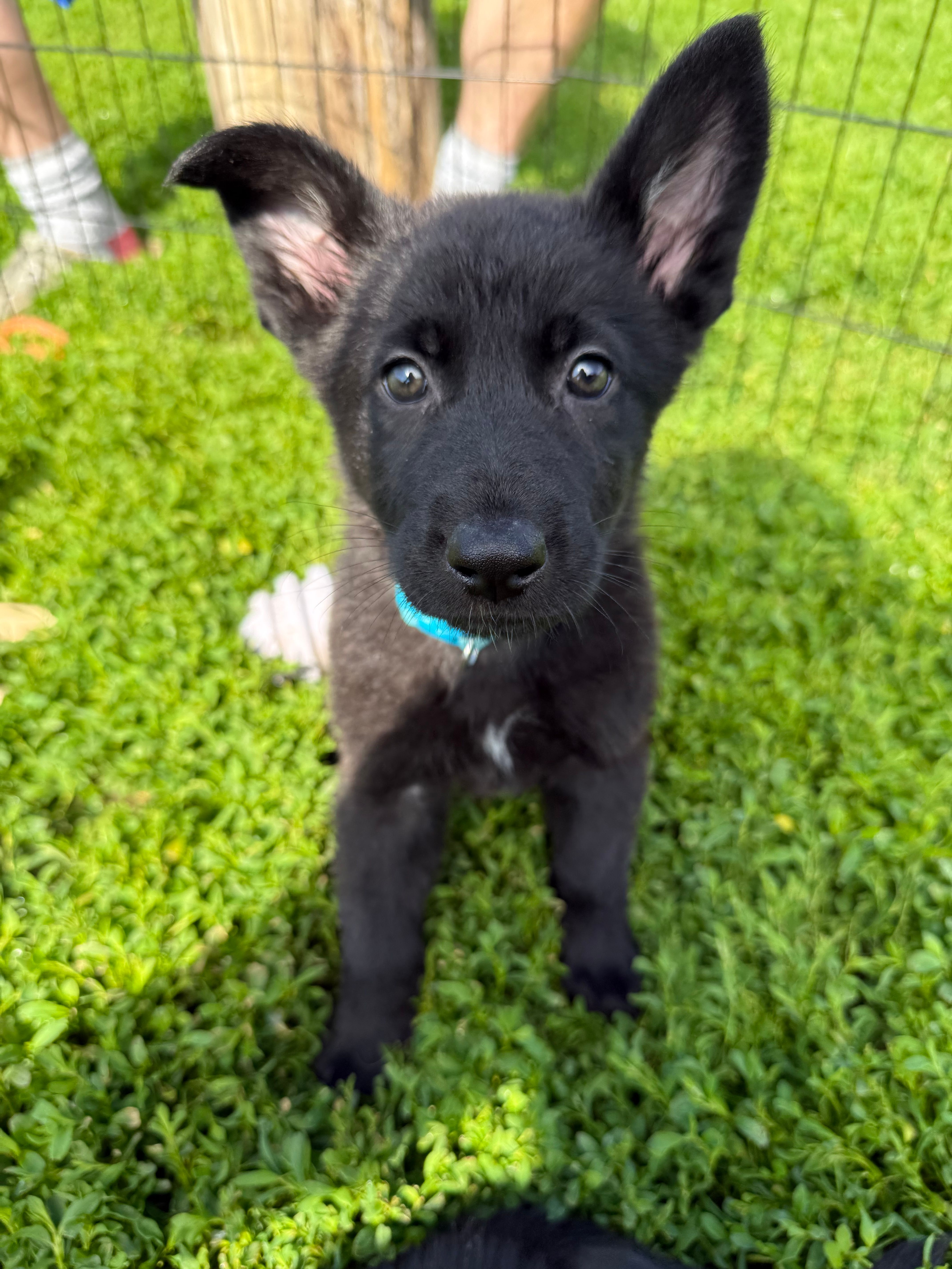 Mike – German Shepherd Dog puppy for sale in Worden, IL