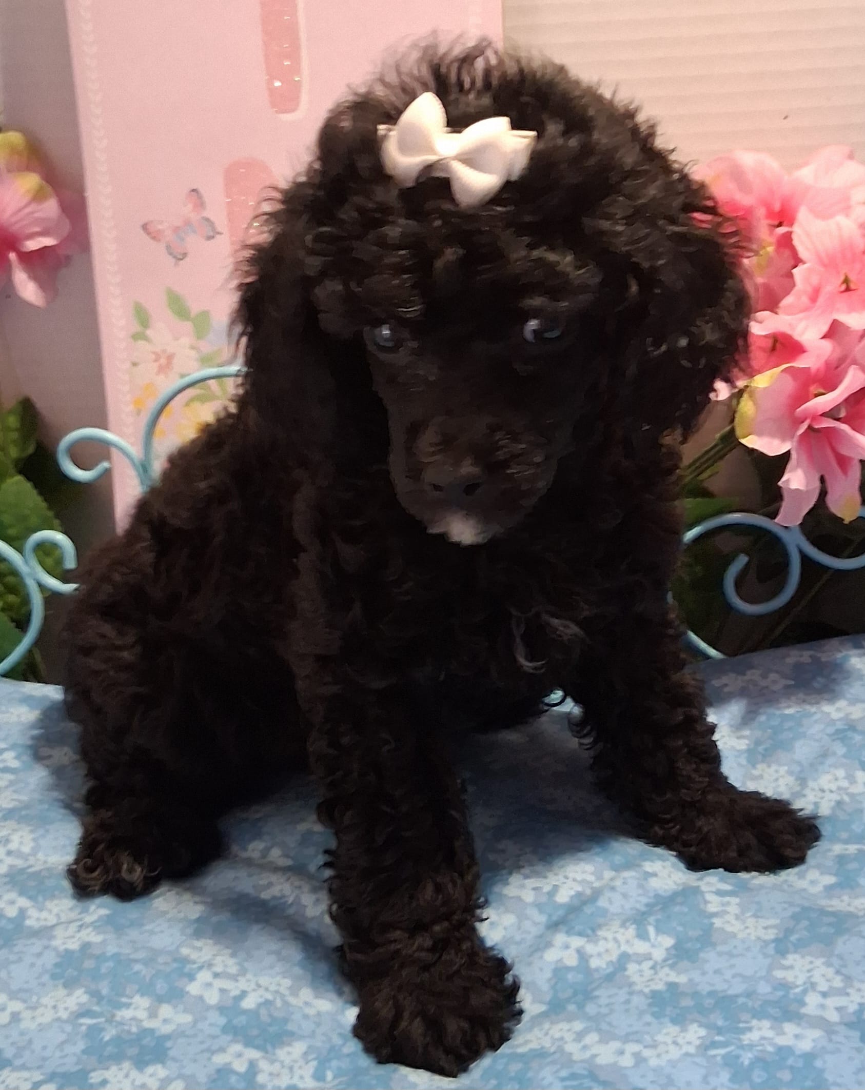 Blacky – Poodle - Toy  puppy for sale in Willard, NC