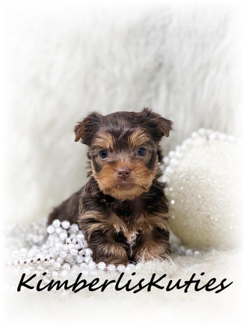 Tipsy – Yorkshire Terrier puppy for sale in Lipan, TX