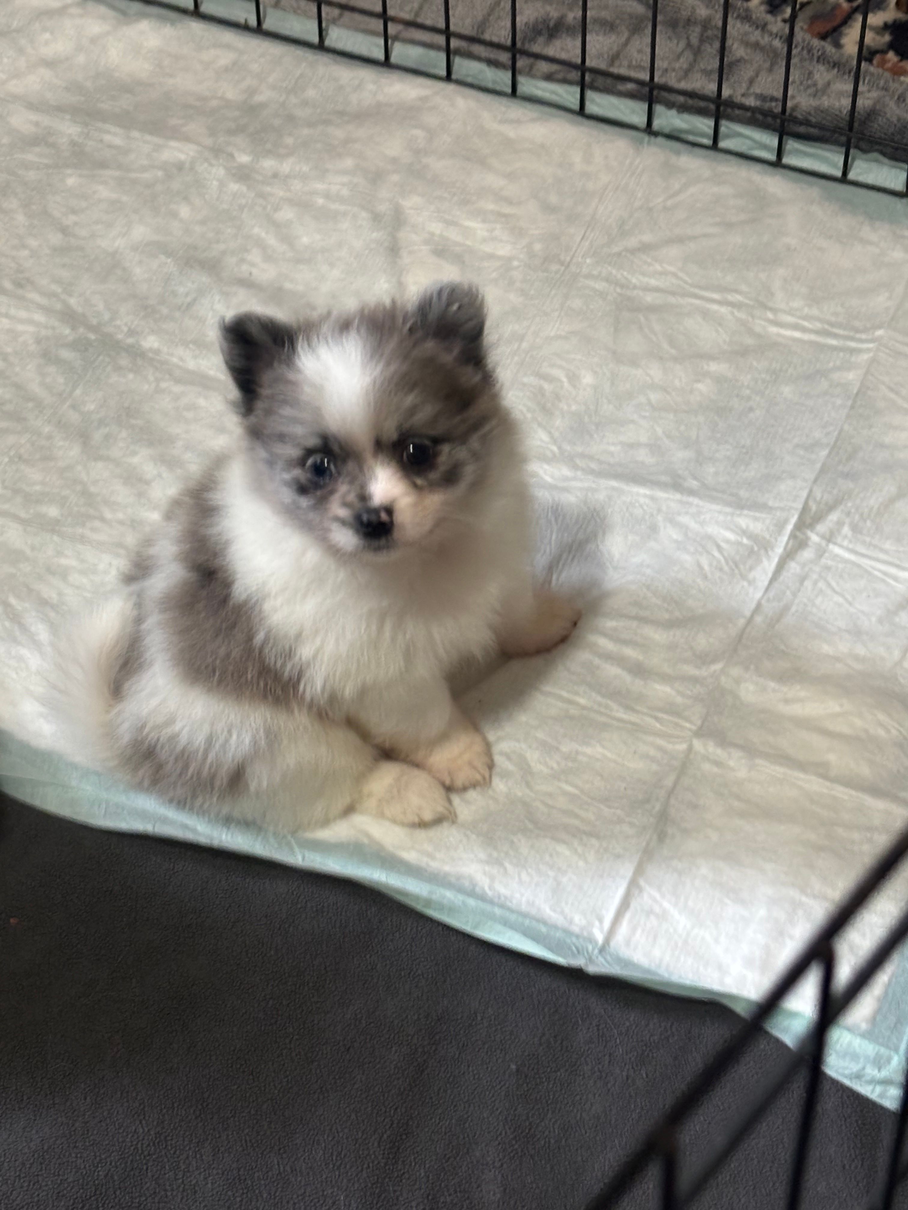 Dakota  – Pomeranian puppy for sale in Elizabethtown, IL