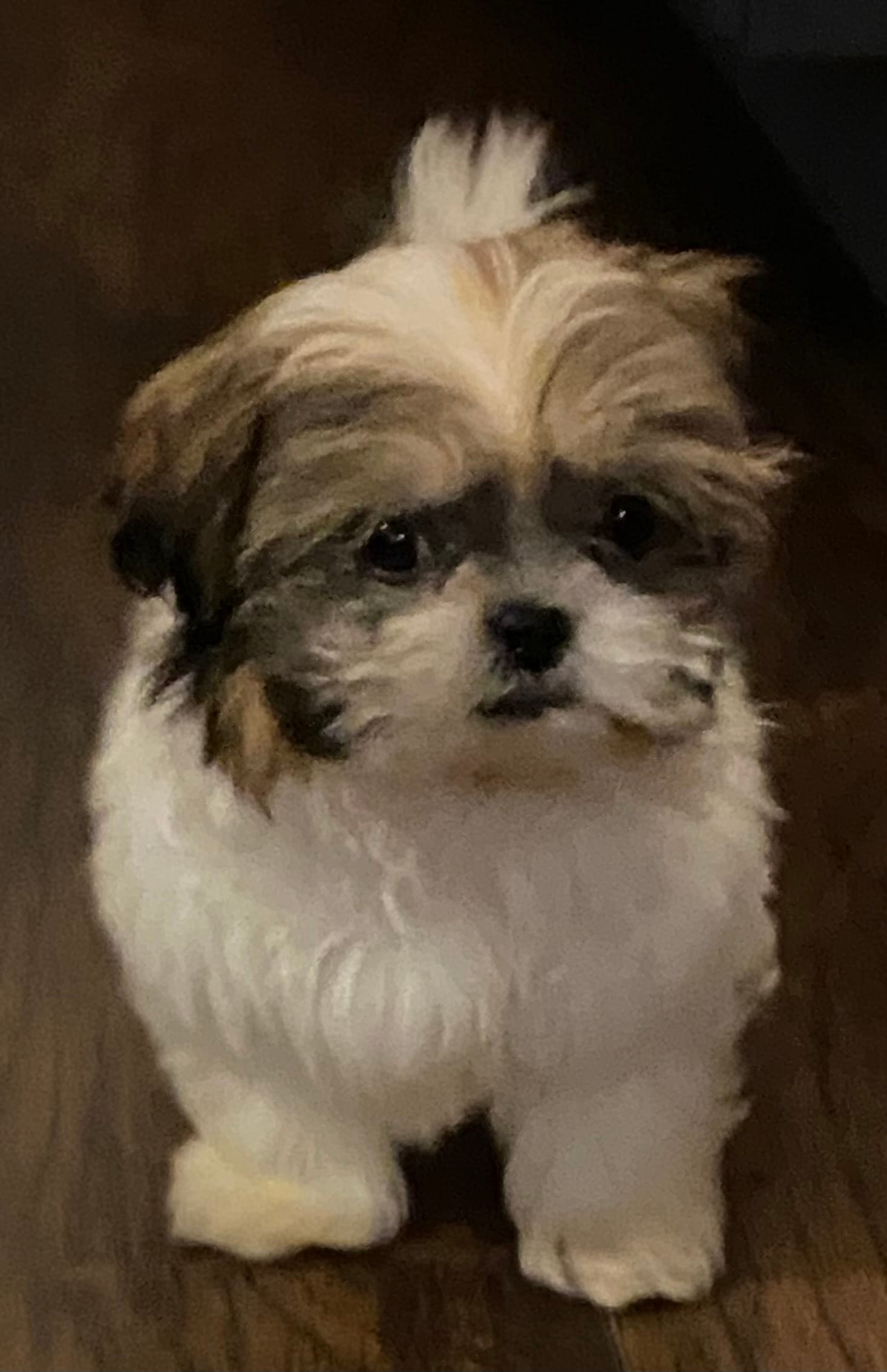 Larry – Shih Tzu puppy for sale in Clinton, NC