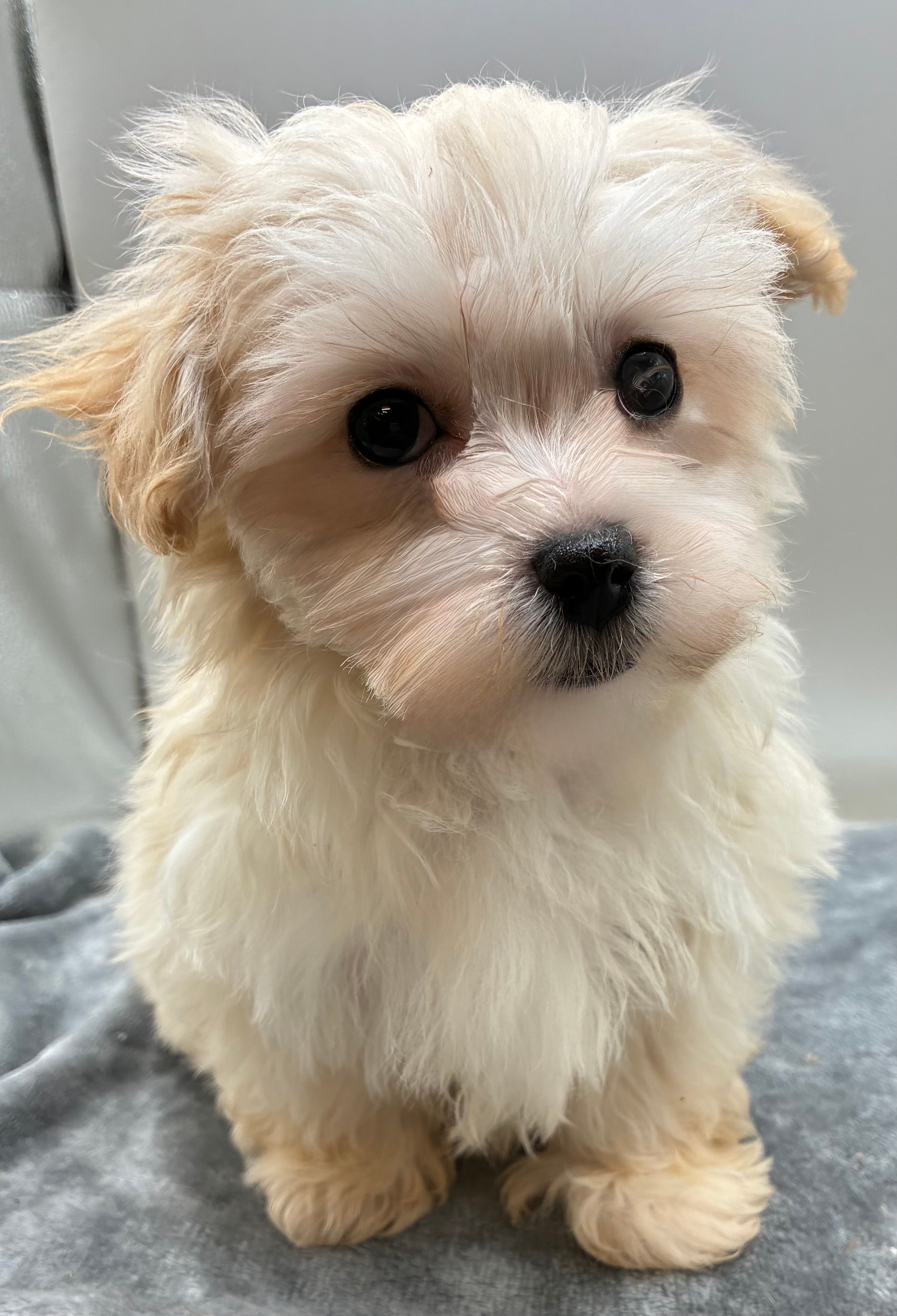 Andy – Maltipoo puppy for sale in Clinton, NC