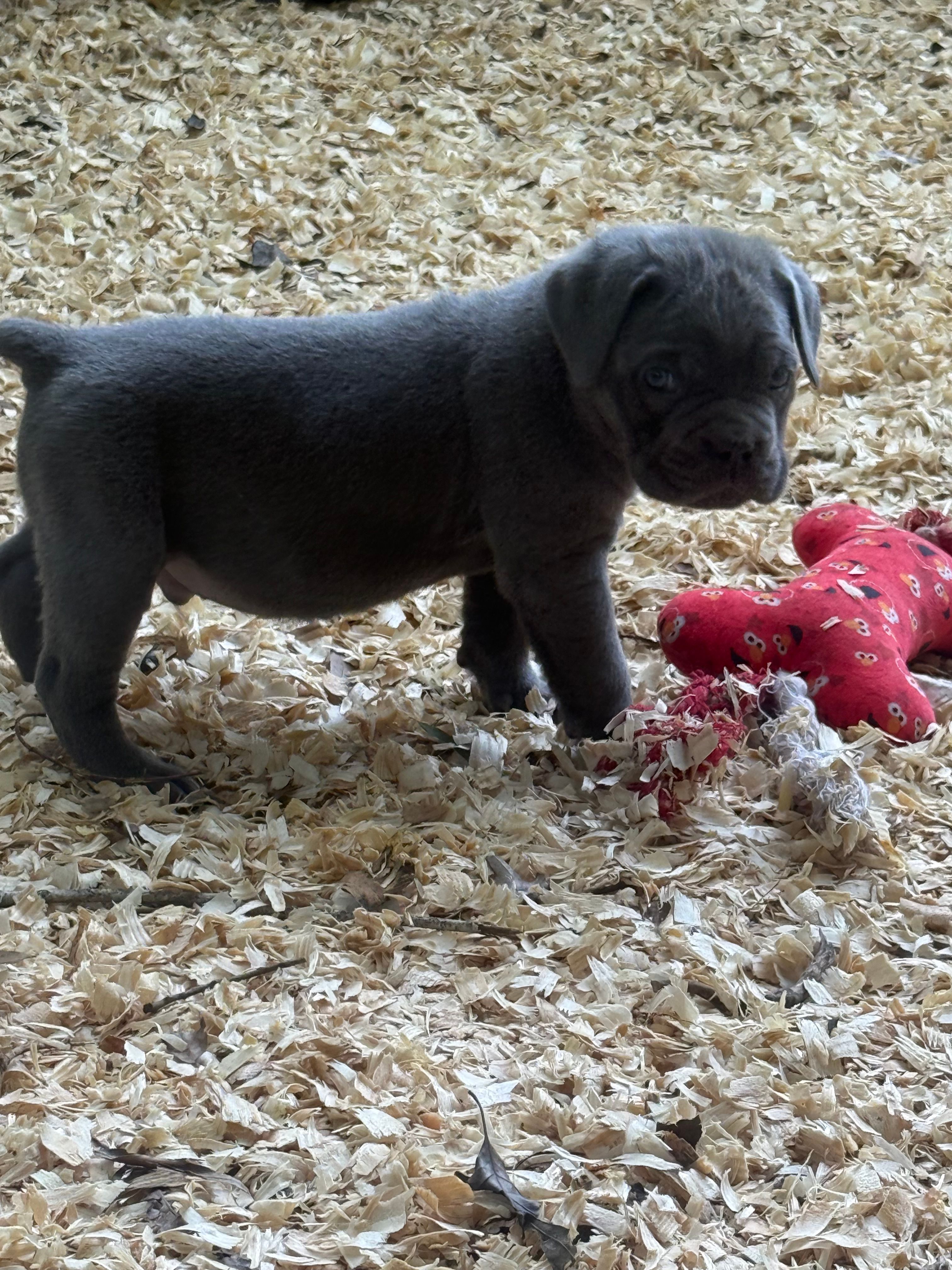 Atlas – Cane Corso puppy for sale in Hillsborough, NC