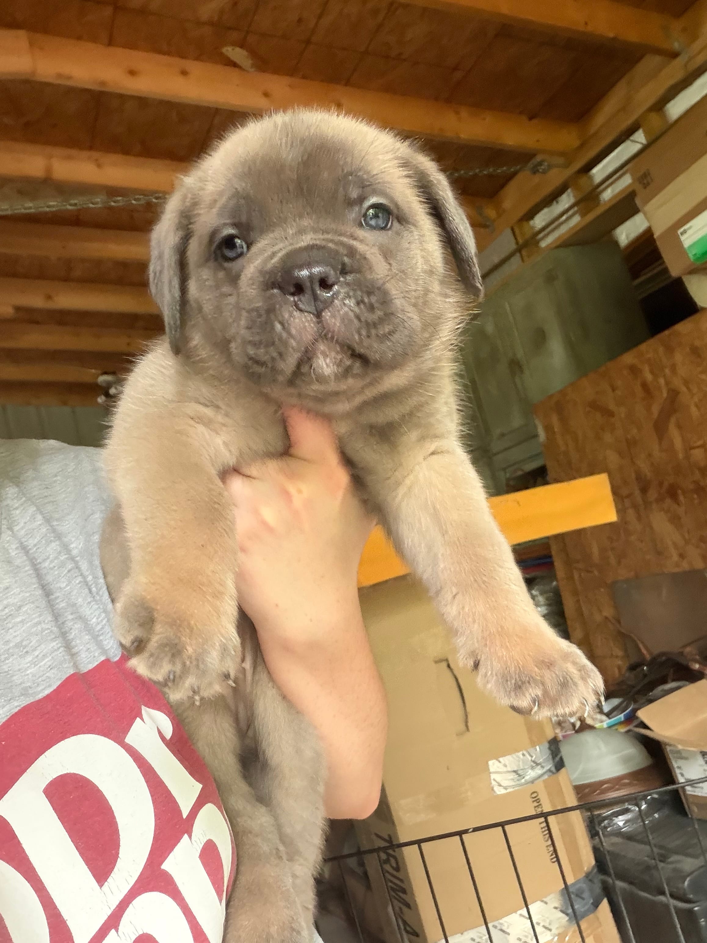 Hot pink – Cane Corso puppy for sale in Hillsborough, NC