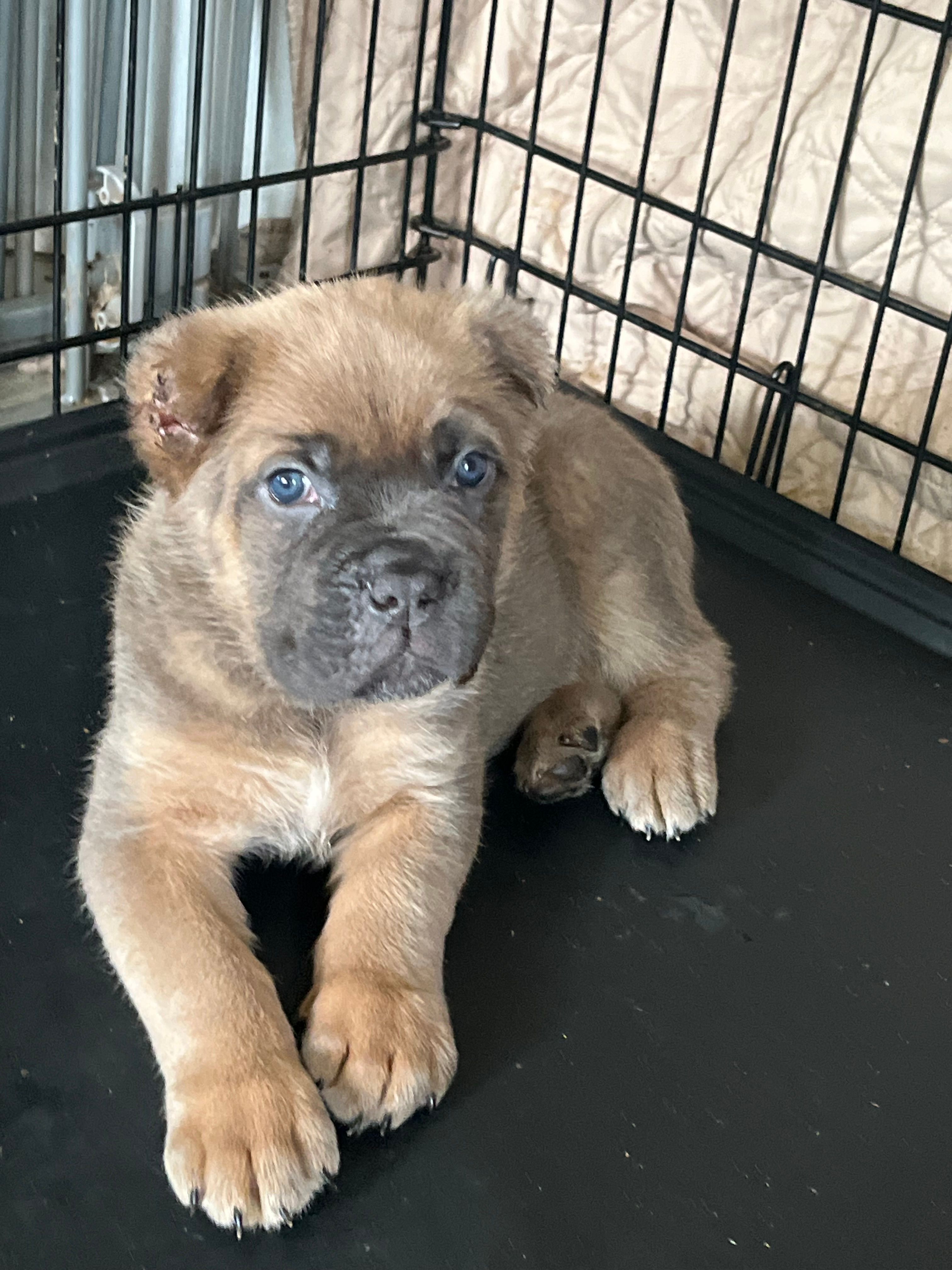 Orange – Cane Corso puppy for sale in Hillsborough, NC