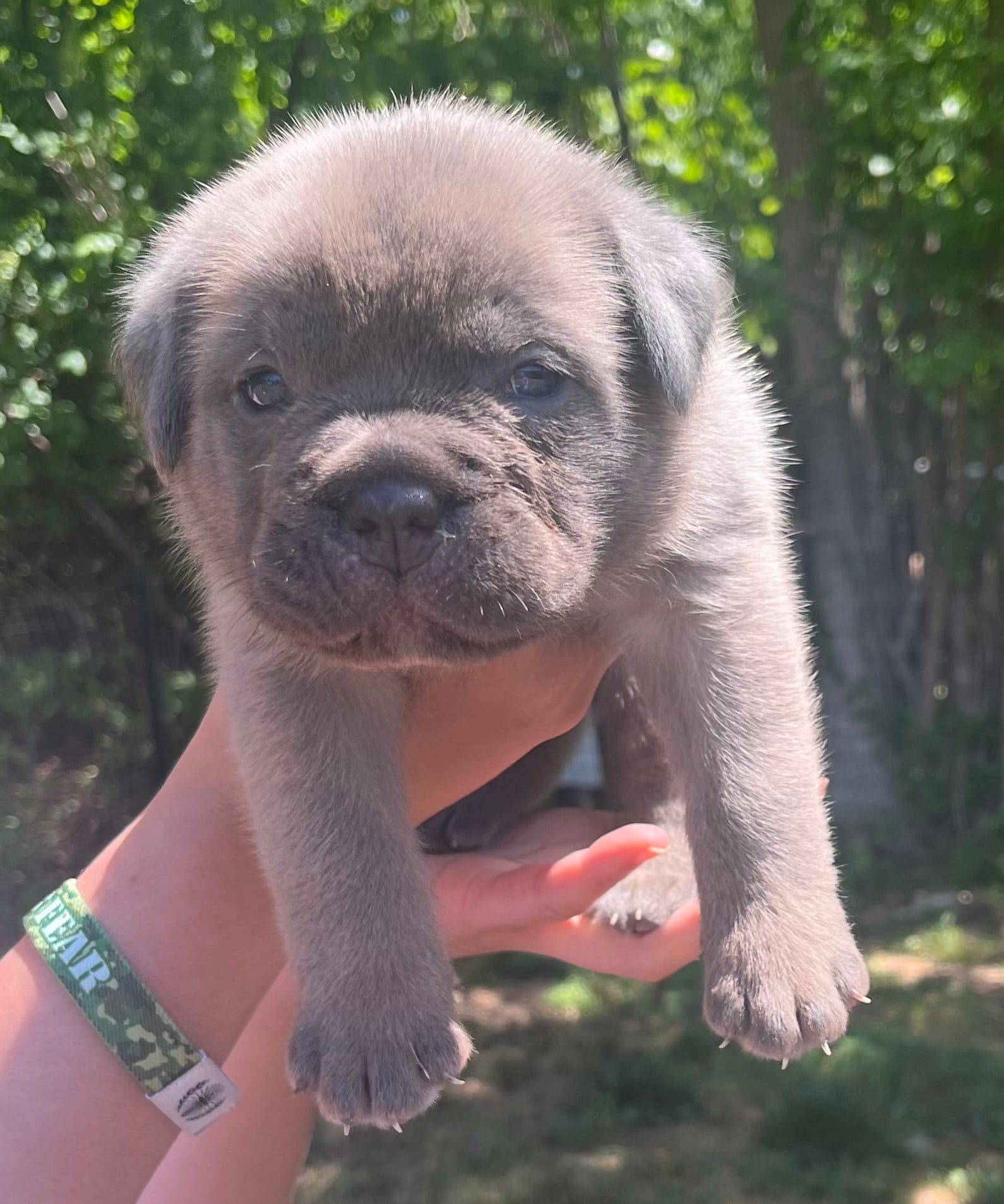 Hot pink – Cane Corso puppy for sale in Hillsborough, NC