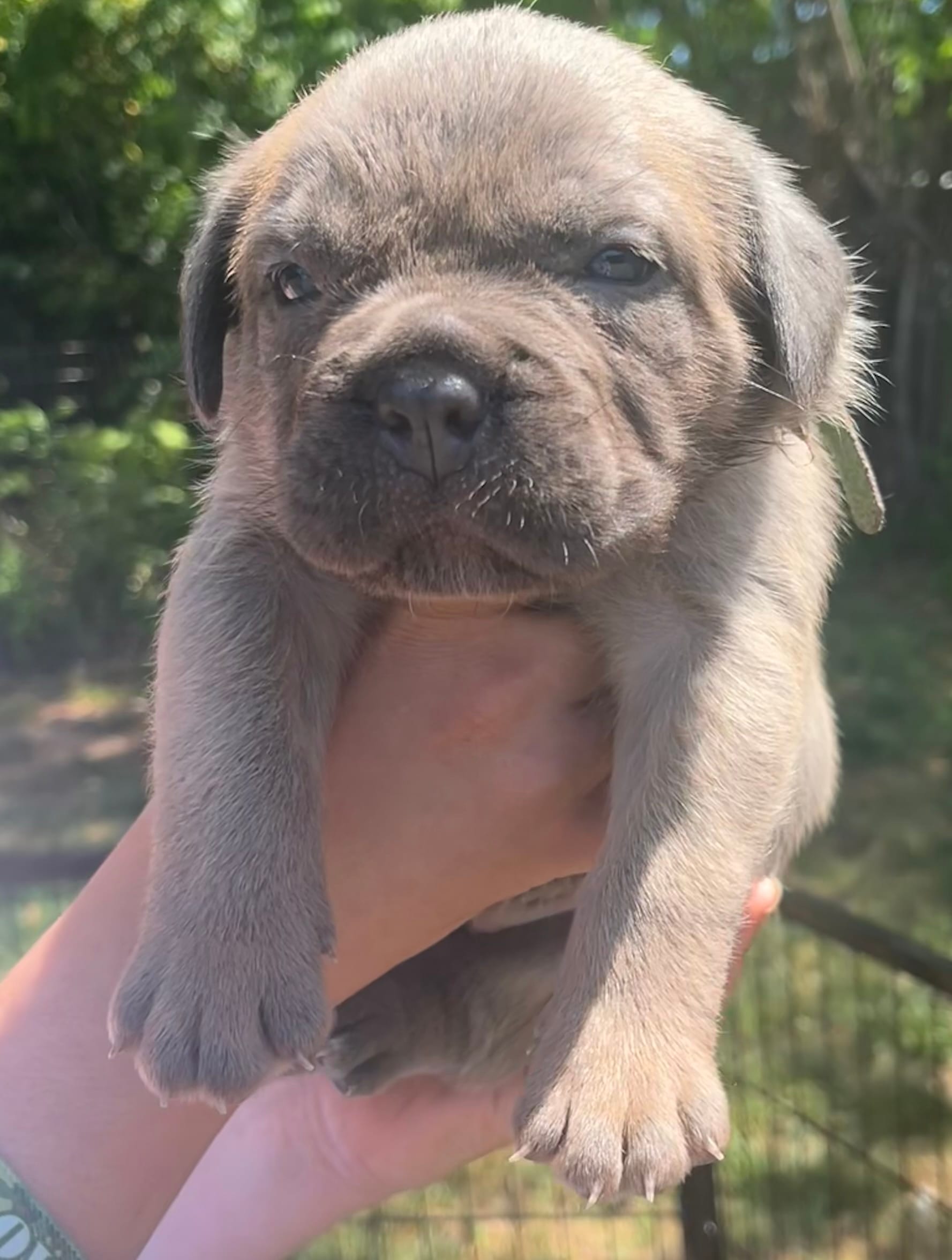 Green  – Cane Corso puppy for sale in Hillsborough, NC