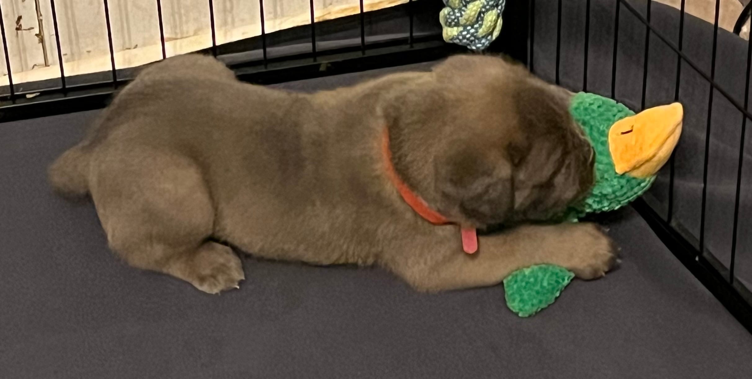 Red  – Cane Corso puppy for sale in Hillsborough, NC