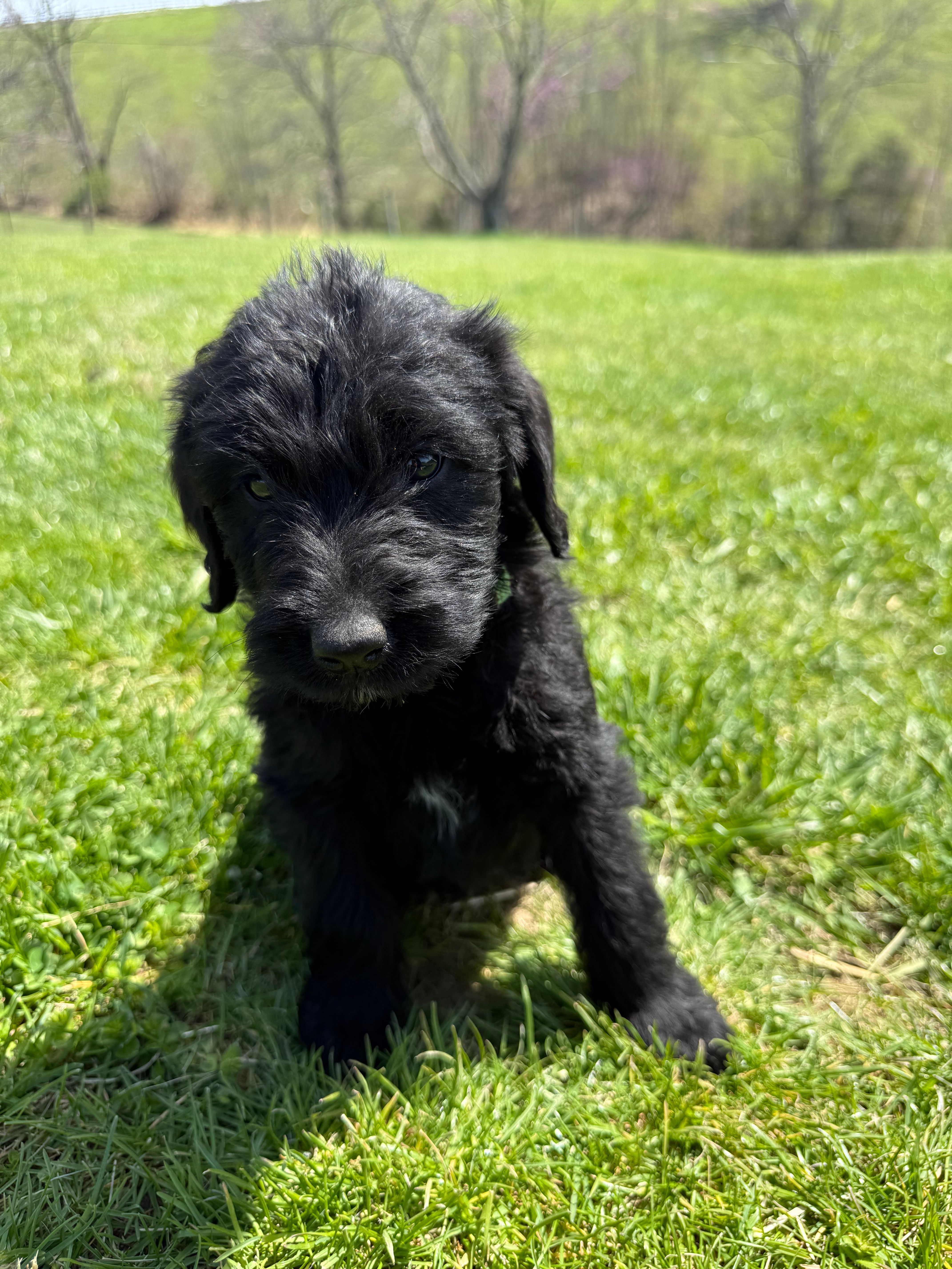 Maple – Labradoodle puppy for sale in Benton, IL