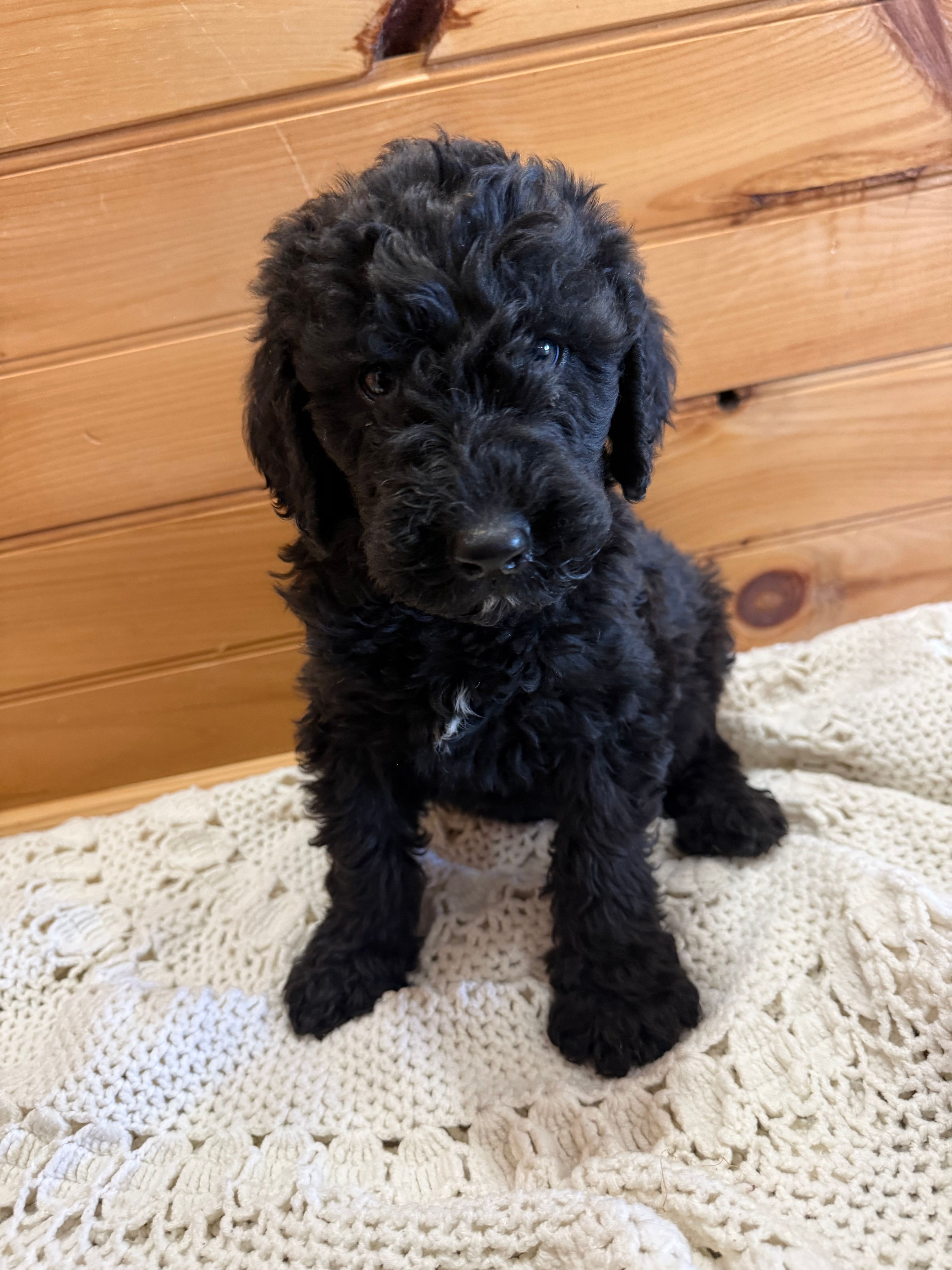 Buddy – Labradoodle puppy for sale in Benton, IL