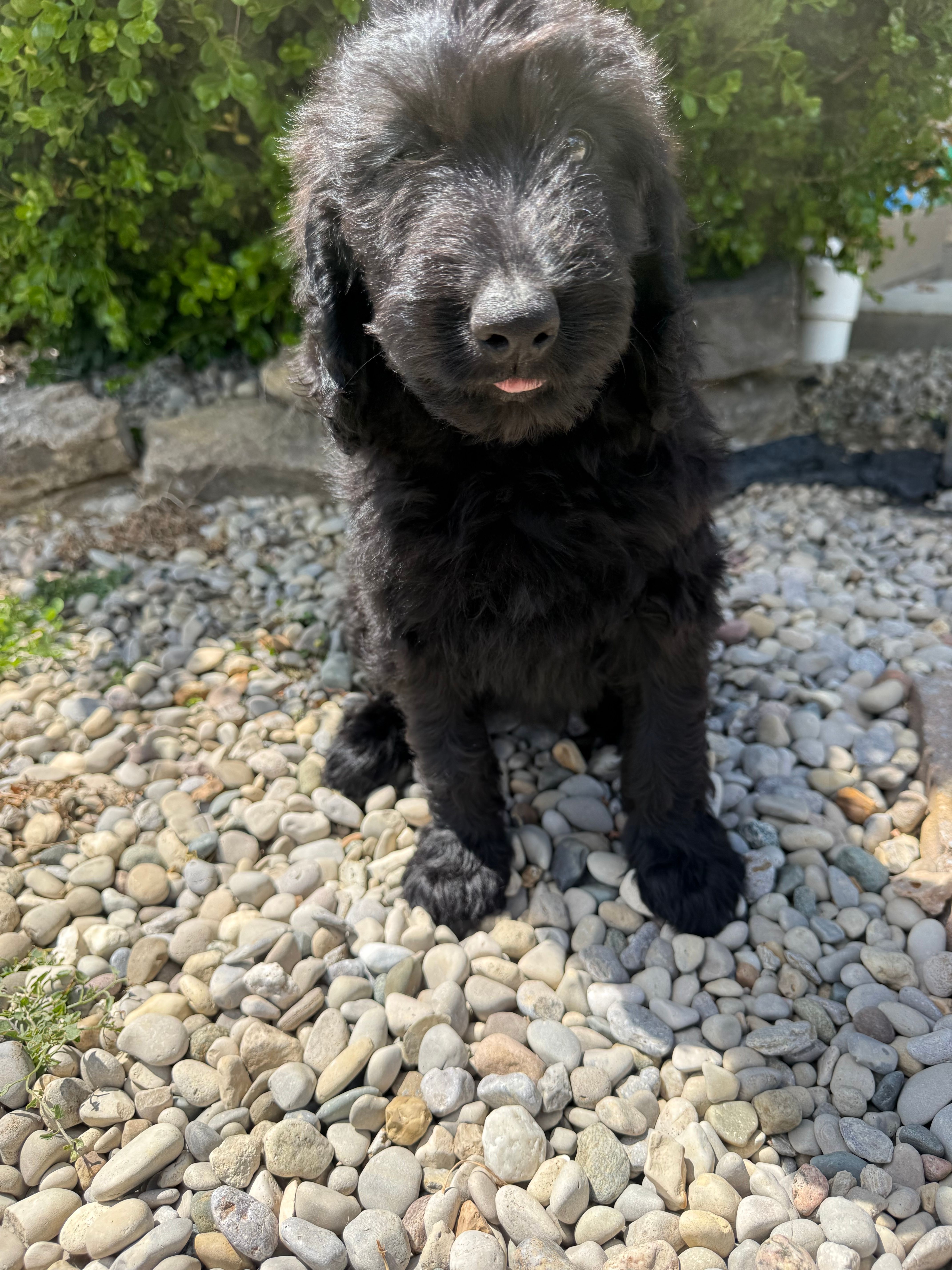 Violet  – Labradoodle puppy for sale in Benton, IL