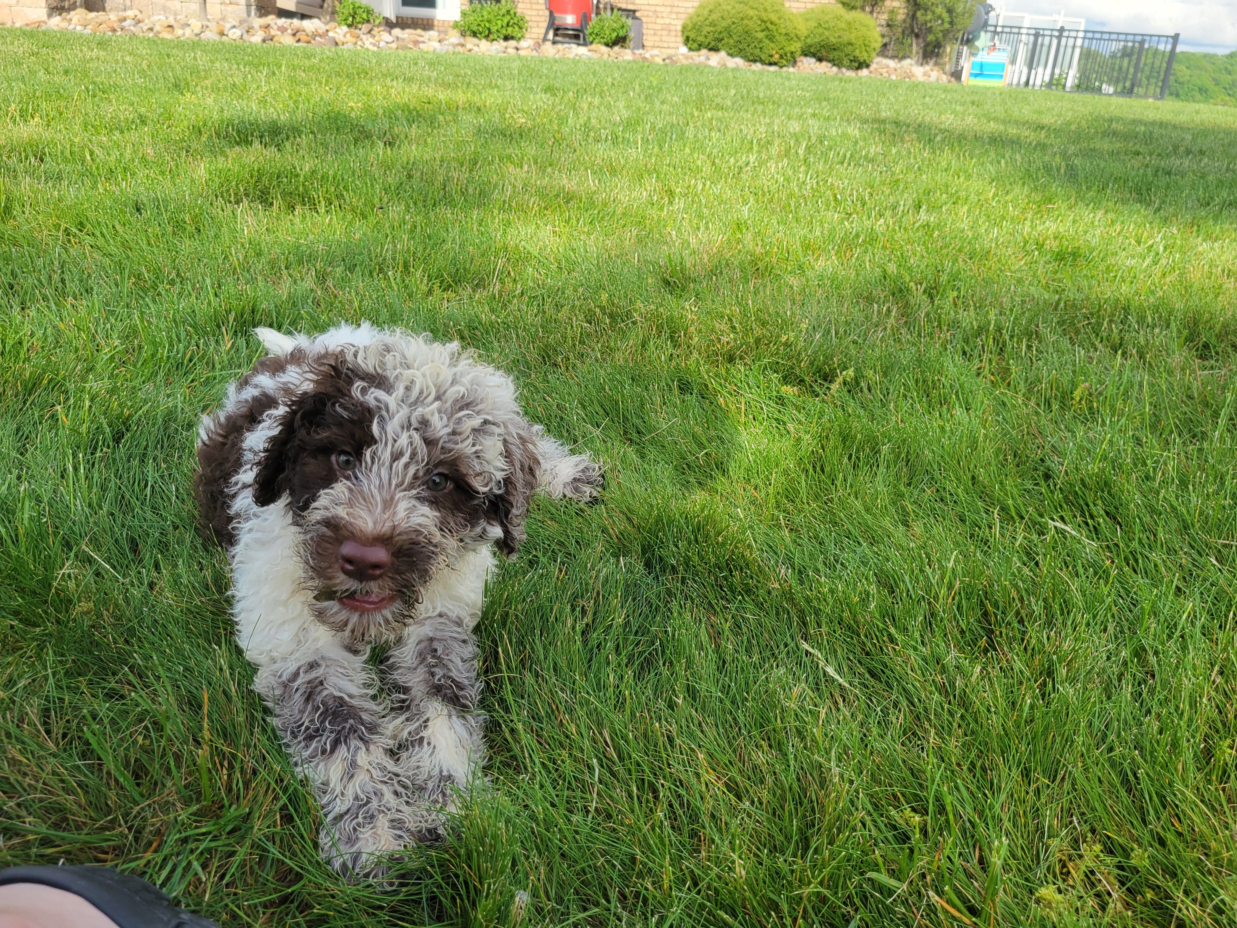 Commodore – Portuguese Water Dog puppy for sale in Sugarcreek, OH