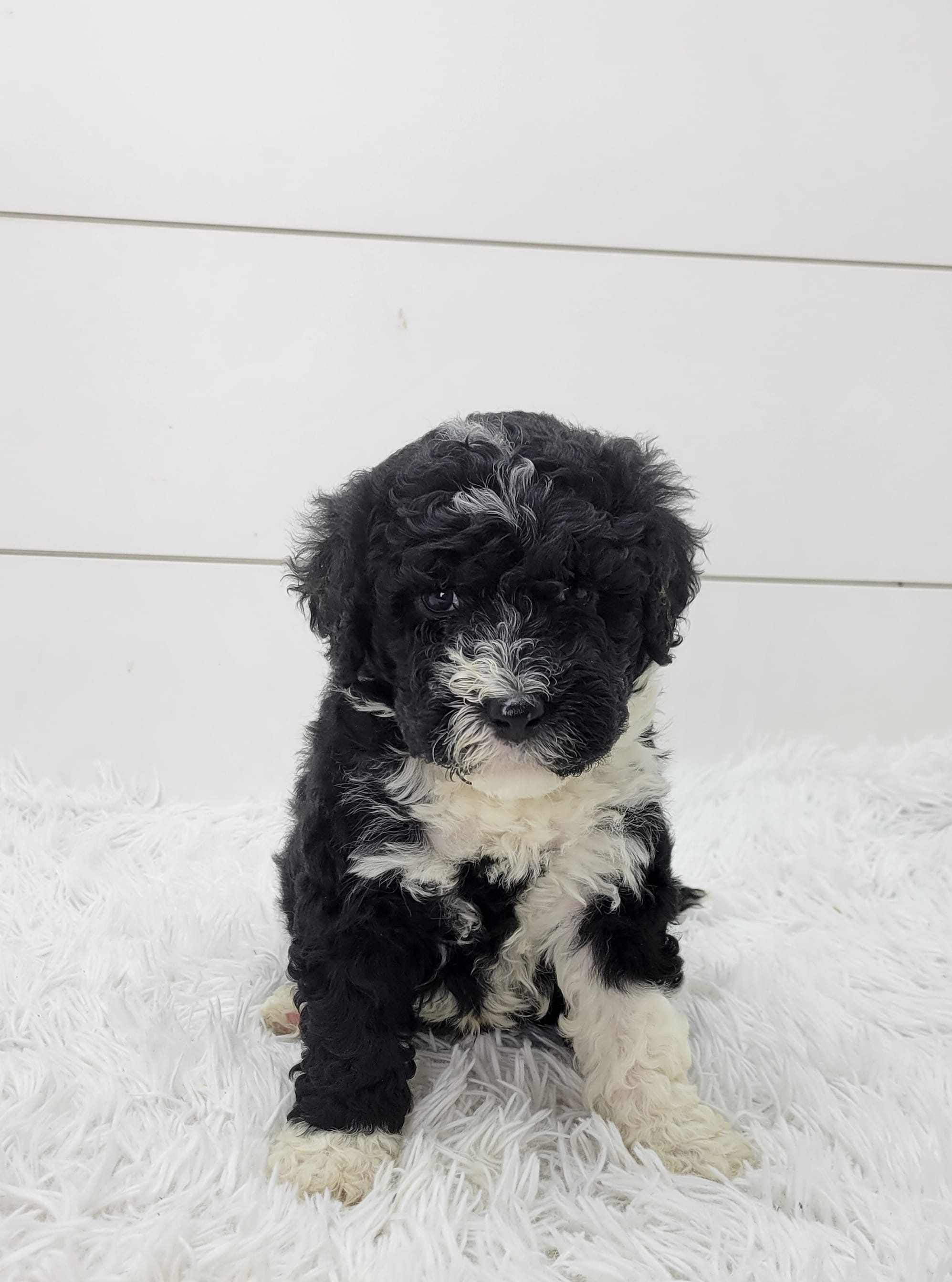 Bruno – Portuguese Water Dog puppy for sale in Sugarcreek, OH