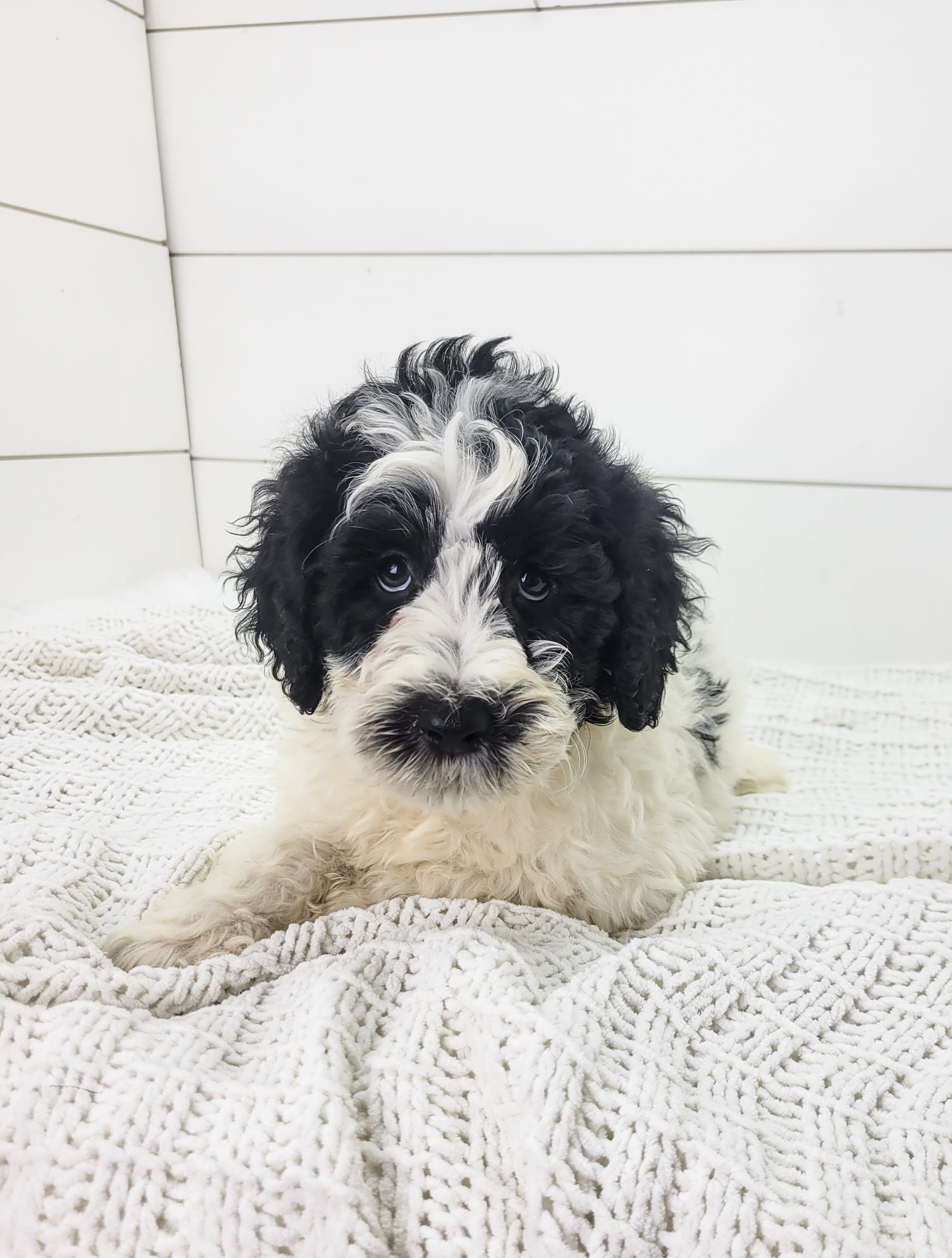 Zara – Portuguese Water Dog puppy for sale in Sugarcreek, OH