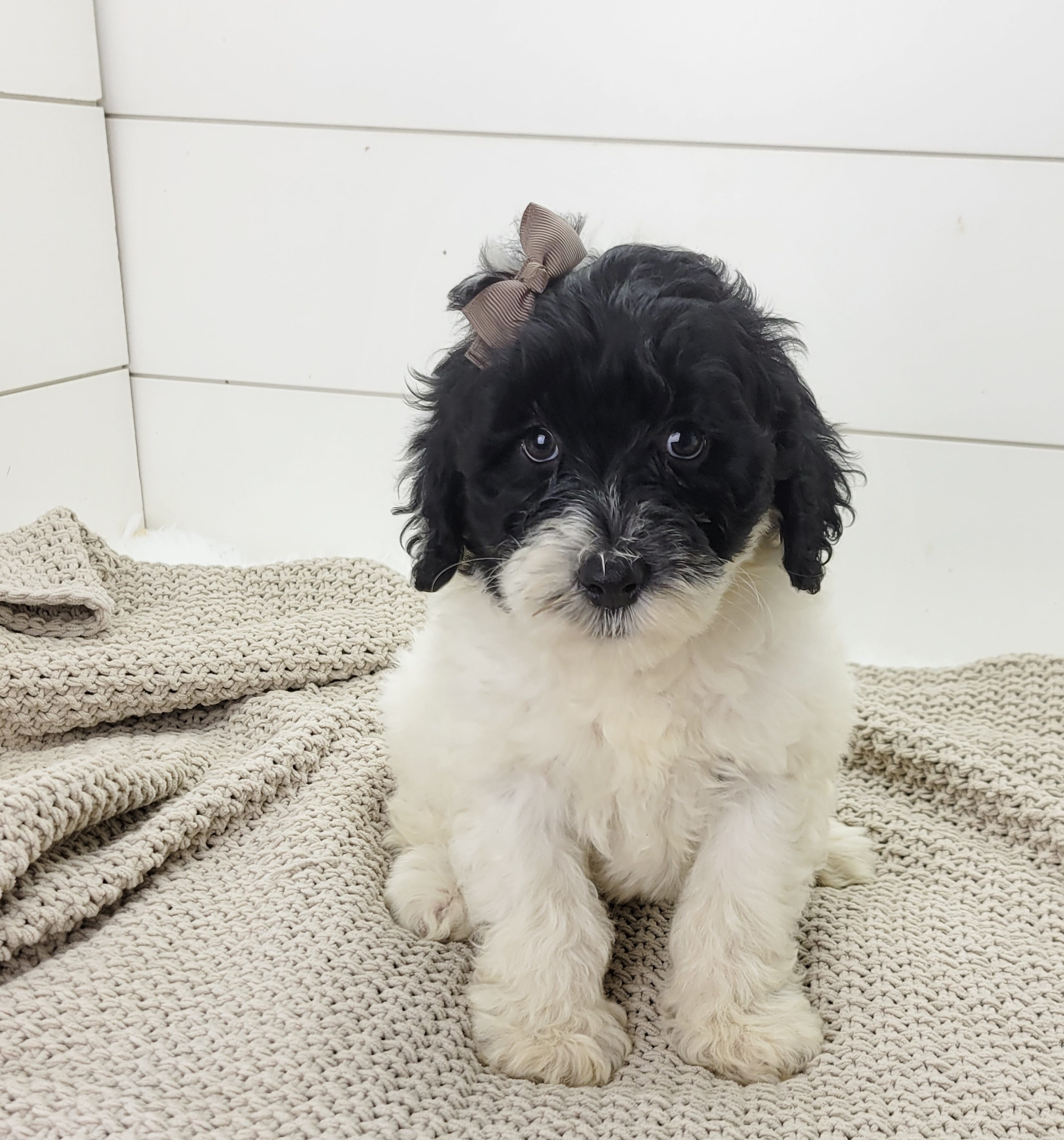 Aria – Portuguese Water Dog puppy for sale in Sugarcreek, OH