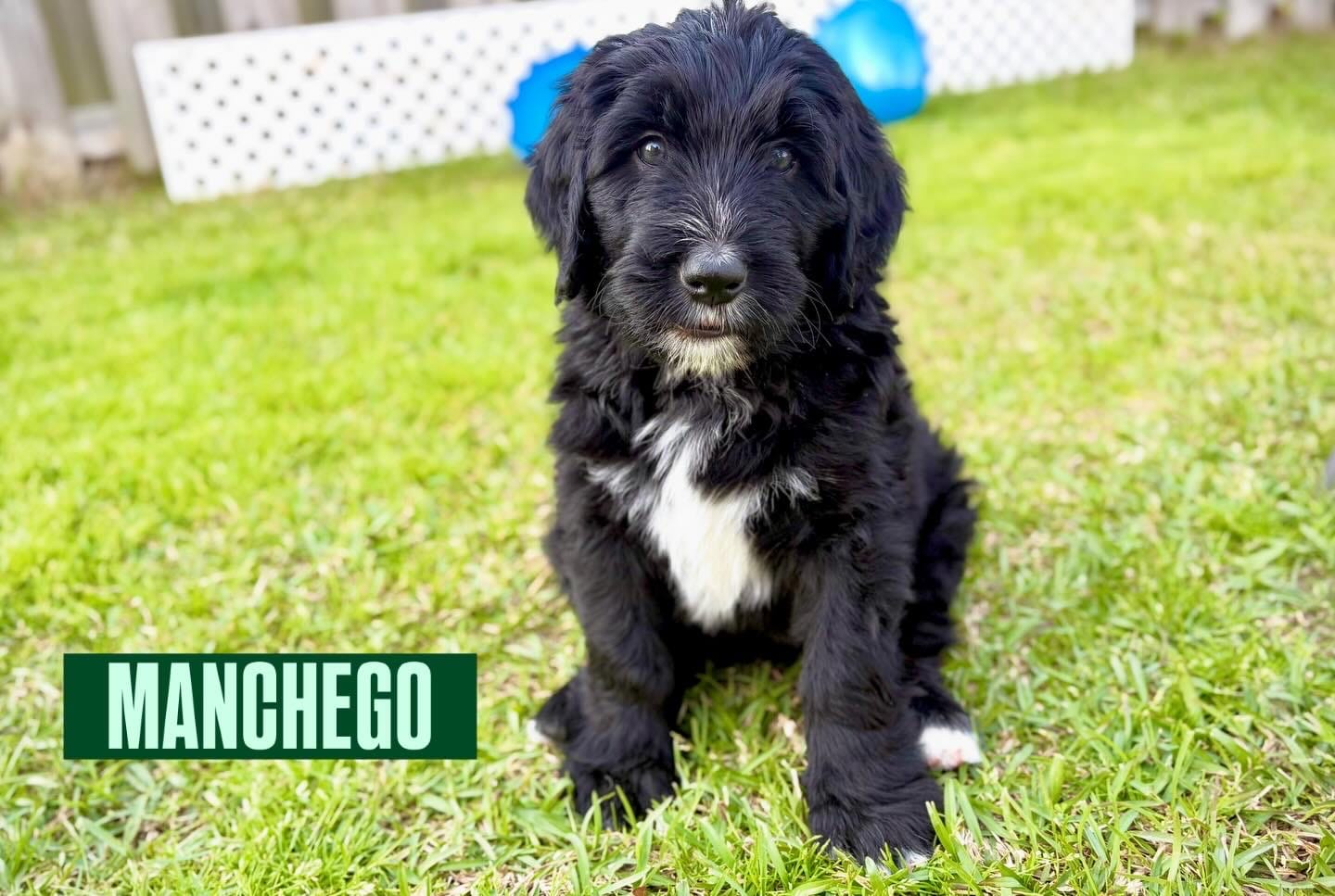 Manchego – Bernedoodle, Golden Mountain Doodle puppy for sale in Bolivia, NC